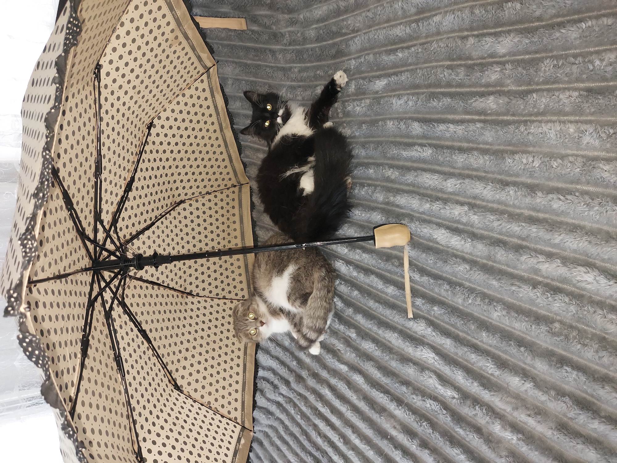 Two cats are lying on a gray, textured blanket under an open umbrella with a polka dot pattern. The cat on the left is gray and white with green eyes, and it is curled up with its tail wrapped around its body. The cat on the right is black and white with yellow eyes and is lying on its side with its legs extended. The umbrella is open and tilted, casting a shadow over the cats. The background is out of focus but appears to be a window with white curtains. The scene is indoors and appears to be a domestic setting.