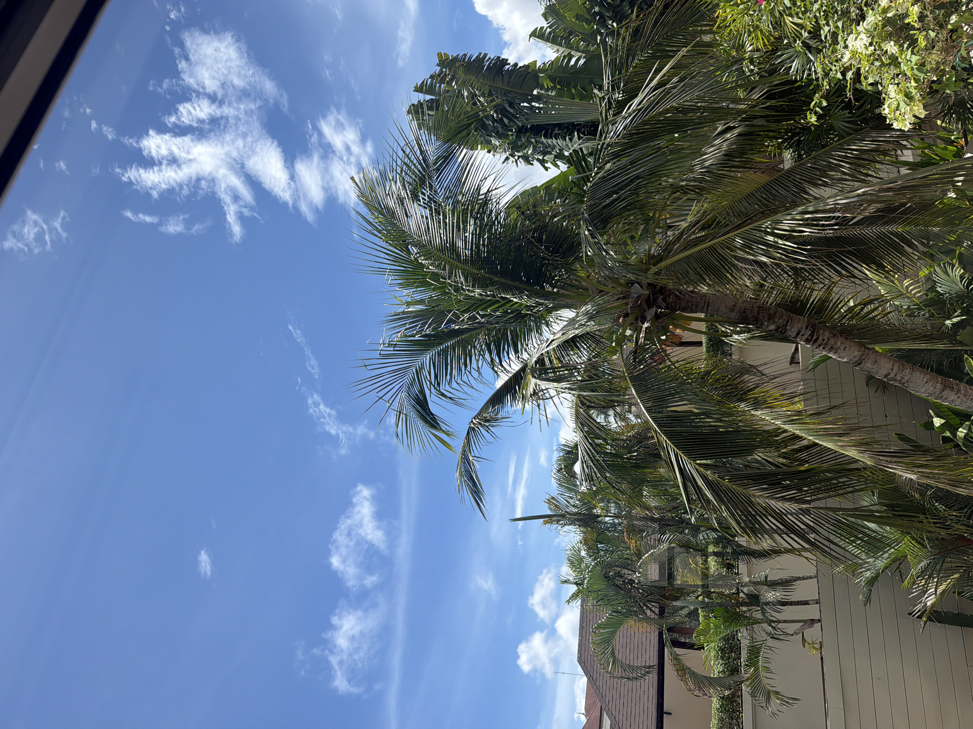 This image depicts a view of palm trees and other foliage against a bright blue sky with scattered white clouds. The scene suggests a tropical or subtropical environment, likely outdoors in a location with lush vegetation. In the background, there is a building with a brown tiled roof and a beige wall. The foreground is dominated by the fronds of several palm trees, with one large palm tree prominently positioned in the center. The lighting indicates it is daytime, likely a sunny day. The image does not contain any people or specific actions taking place. The environment appears to be a garden or a residential area with abundant greenery.
