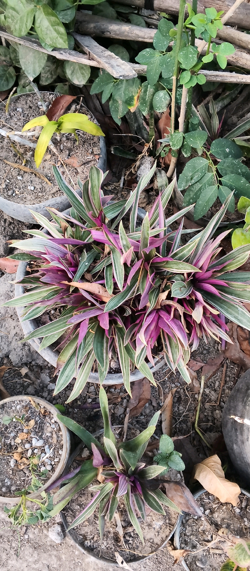 In Japanan, Indonesia, an outdoor scene is captured, focusing on several potted plants situated in the dry, dirt ground. The primary subject is a large pot containing a vibrant plant with long, pointed leaves featuring striking stripes of green, white, and shades of purple. The plant's leaves fan outwards, creating a dense, star-like formation. To the left and slightly lower, a smaller pot holds a similar plant, though it appears less mature and its purple hues are less pronounced.
The surrounding environment is cluttered with natural debris, including dried leaves, twigs, and small stones scattered on the ground. In the background, several other plants are visible, with lush green foliage and thin branches. Some weathered wooden planks are also present, adding to the rustic atmosphere. The lighting suggests it is daytime, with sunlight illuminating the plants and casting subtle shadows. There are no people or animals visible in the frame.