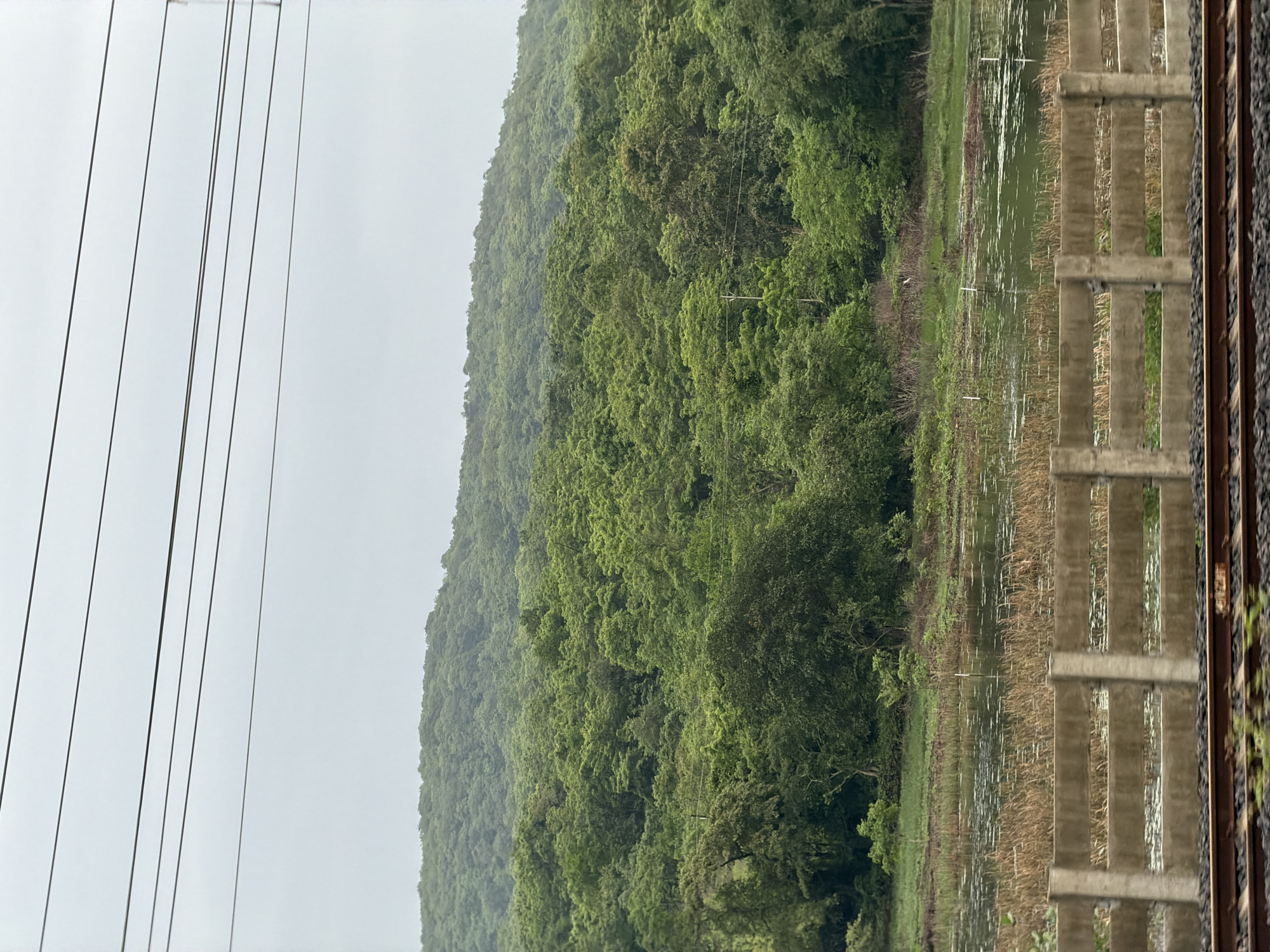 The image depicts a dense, green, hilly landscape covered in lush vegetation, likely a forest or a heavily wooded area. In the foreground, a body of water, possibly a marsh or a pond, is visible, dotted with aquatic plants and reeds. A concrete barrier with horizontal slats separates the water from a set of train tracks in the immediate foreground. Overhead, several electrical or telecommunication wires stretch across the frame against a cloudy, overcast sky. This scene is characteristic of the natural beauty found in the outskirts of Vasai-Virar, India, where such verdant terrains and rail lines are common.