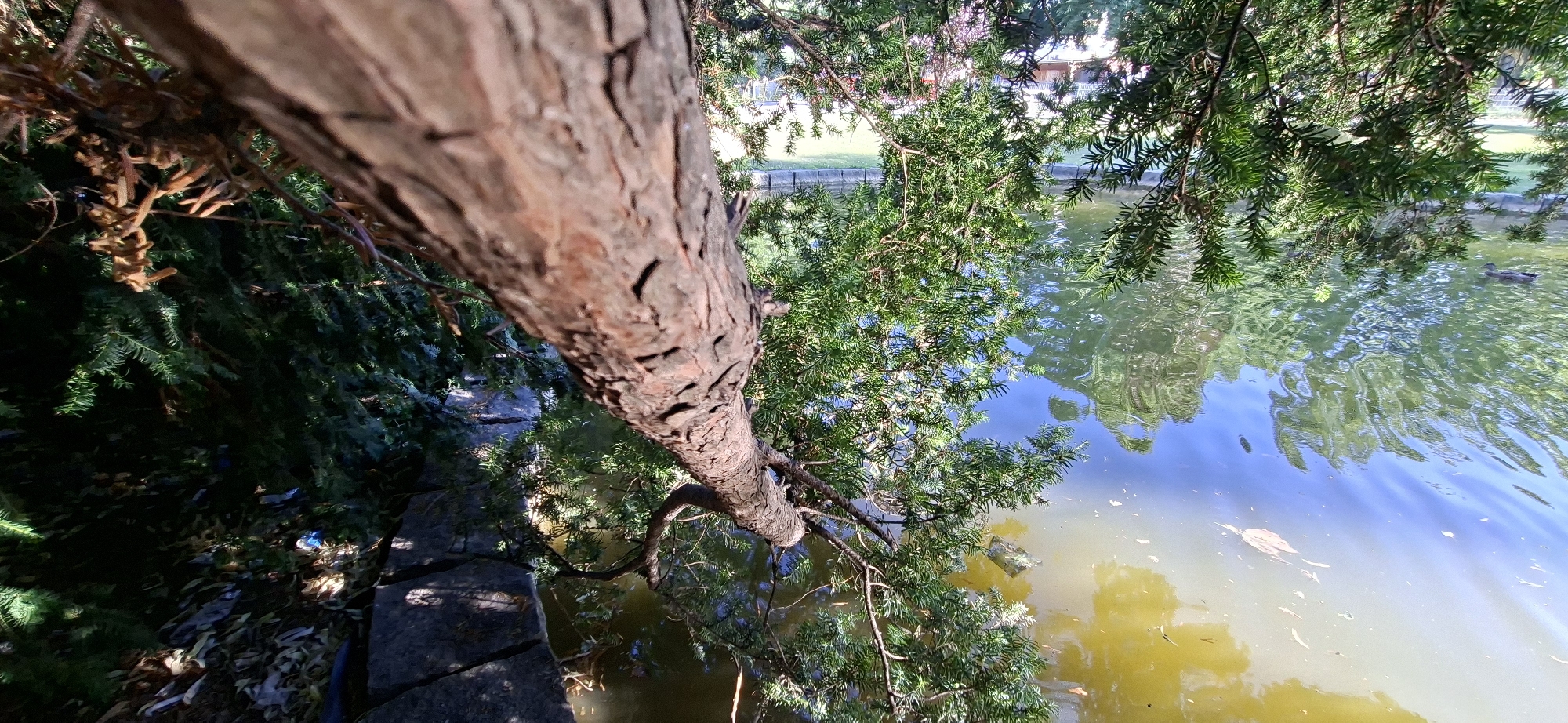 The image shows a close-up, low-angle view of a tree trunk and branches extending over a body of water. The tree has rough, textured bark and dense green foliage. The water, likely a pond or small lake, reflects the sky and surrounding trees, creating a rippled pattern. A duck is visible swimming on the water. The shoreline is lined with stone paving and some fallen leaves and debris. In the background, a grassy area and buildings can be seen, suggesting an urban park setting. The scene appears to be located in the city of Graz, Austria, possibly within a public park area such as the Stadtpark or a similar green space.