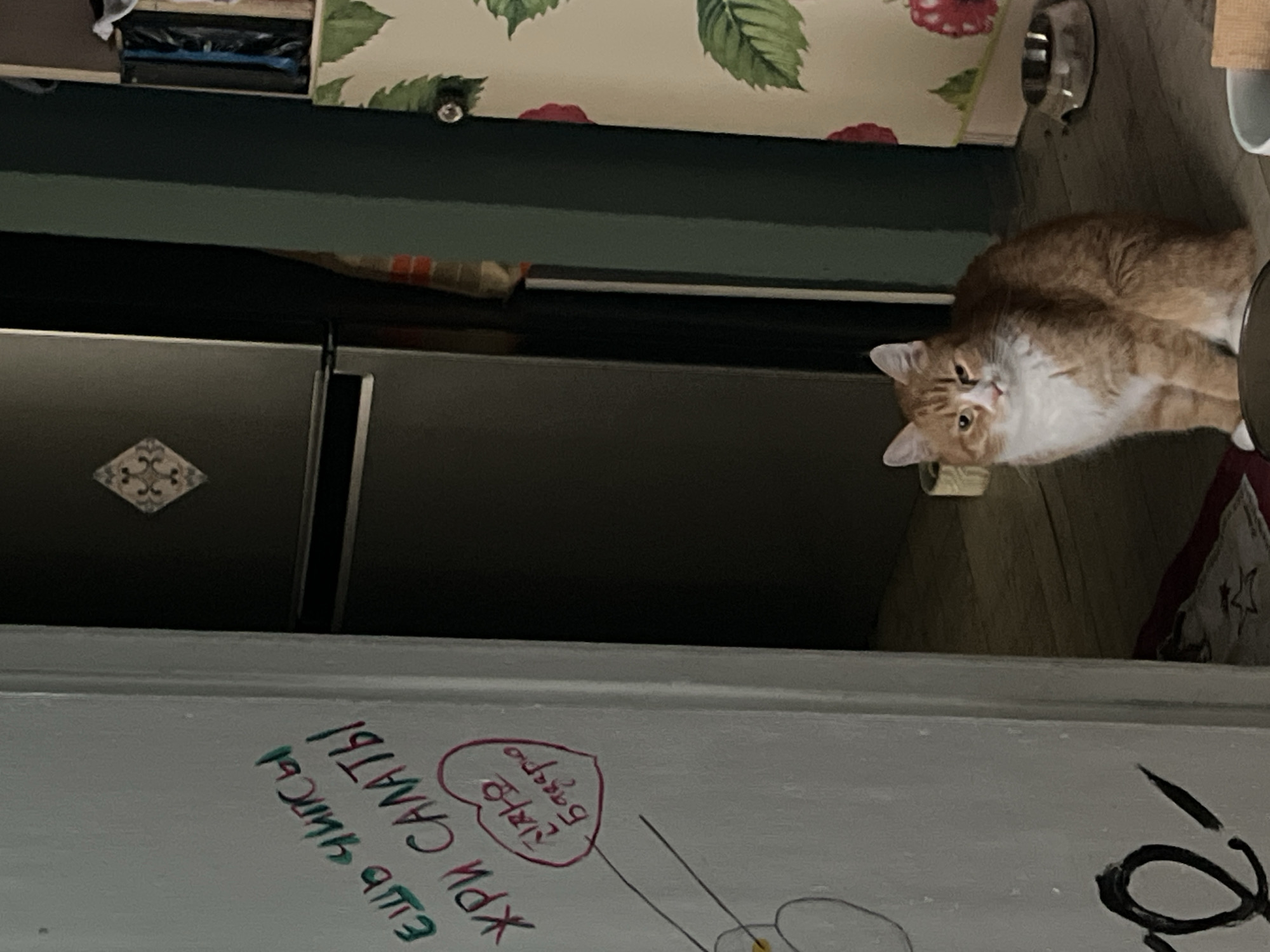 An orange and white cat sits on a wooden floor in a dimly lit room. The cat is facing the camera with its eyes open. The room appears to be a kitchen or pantry, with a refrigerator visible in the background. There are some handwritten notes on the wall to the left of the cat. The image was taken in Khor, Russia.