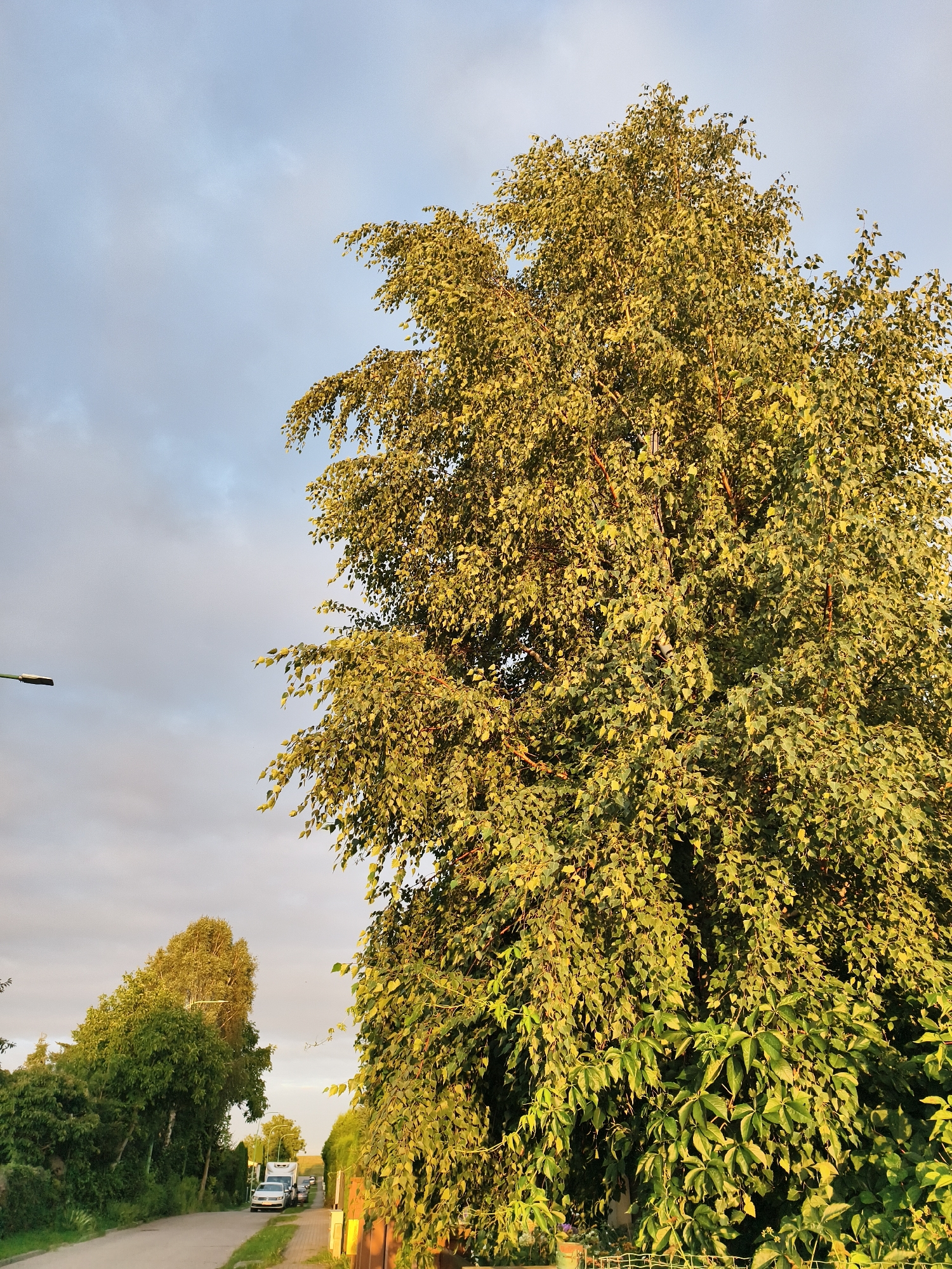 The image depicts a street scene in Tczew, Poland, bathed in the warm, golden light of late afternoon or early evening. Dominating the right side of the frame is a large, leafy tree, its branches laden with foliage that catches the sunlight, creating a vibrant green and yellow hue. To the left of the tree, a narrow paved road winds into the distance, flanked by more trees and greenery. A white camper van and a silver car are parked on the side of the road, indicating a residential or semi-rural area. The sky above is a mix of pale blue and soft grey clouds. A lamppost is visible on the far left of the image. The overall impression is one of a peaceful, quiet suburban or village setting.
