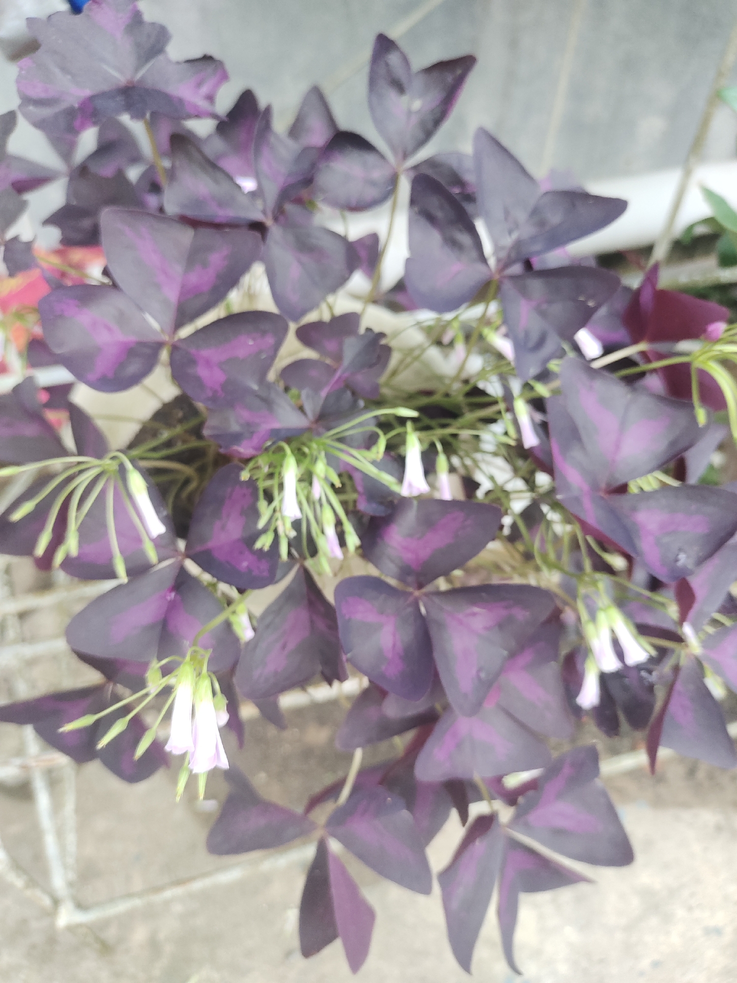 The image presents a close-up view of a vibrant plant, identified as Oxalis triangularis, commonly known as False Shamrock. The plant is characterized by its striking dark purple foliage, with leaves composed of three triangular leaflets that resemble clover. Each leaflet features a distinct lighter purple or pinkish-purple chevron pattern in its center, adding to its visual appeal.
Delicate, bell-shaped flowers emerge from among the leaves on thin, green stems. These flowers are predominantly white, with a subtle hint of light pink or lavender, contrasting softly against the deep purple leaves. Several flower buds are visible, indicating the plant is in bloom. The composition suggests a dense and healthy plant, likely potted, filling the majority of the frame.
The lighting indicates it is daytime, with natural illumination highlighting the plant's colors. The background is softly blurred, revealing light-colored surfaces, possibly concrete or a wall, and a glimpse of a metal grate or fence in the lower left. There are no people or specific activities depicted. The setting appears to be an outdoor or semi-outdoor space, typical for ornamental plants, in a location such as Rayeukmatangkuli, Indonesia. No text is visible in the image.