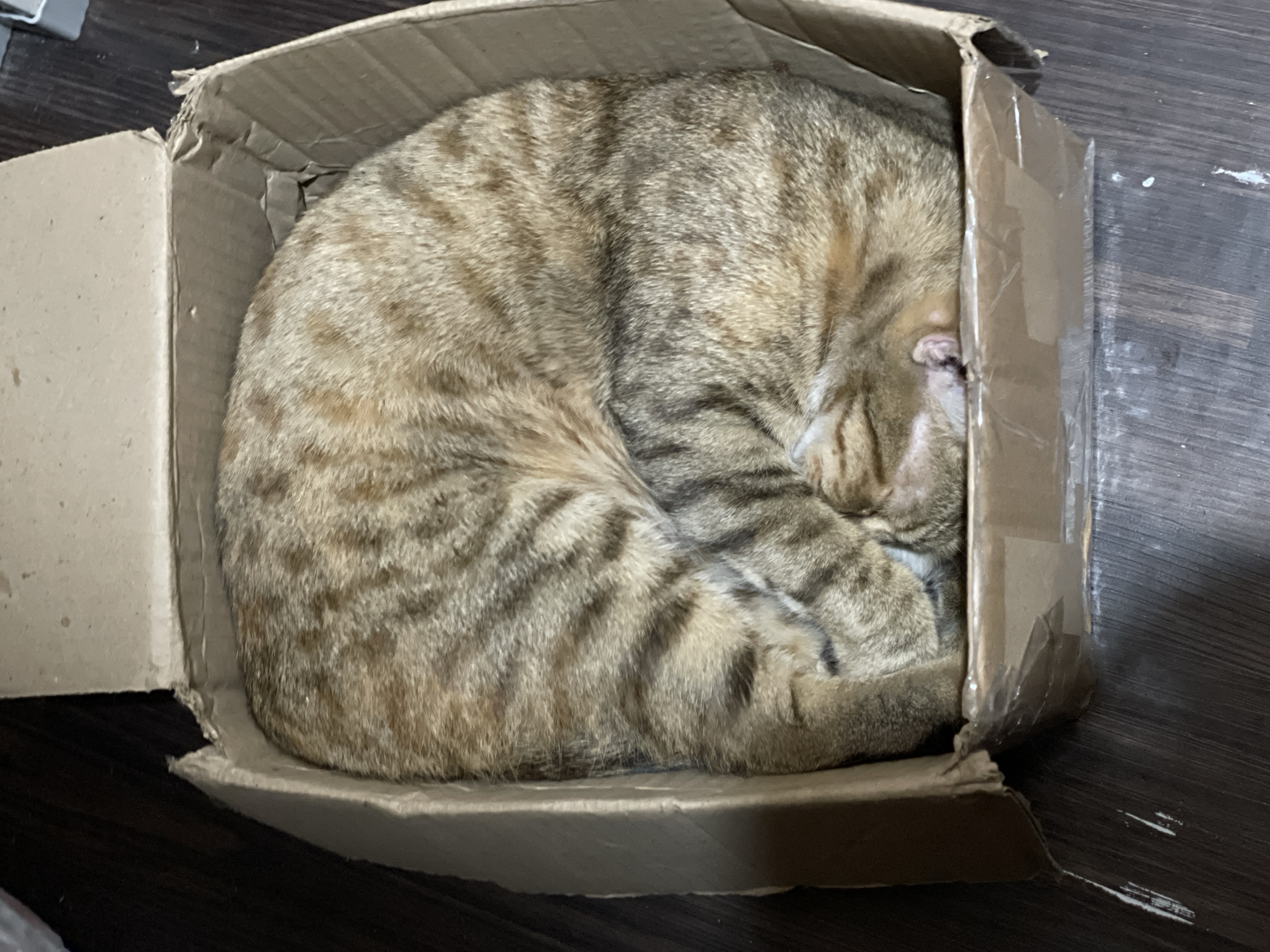 A tabby cat is curled up asleep inside a damaged cardboard box, which is placed on a dark wooden floor. The box has torn edges and is reinforced with clear packing tape. The cat's fur is a mix of brown and black stripes, and its tail is tucked around its body. The cat's head is nestled into its body, obscuring most of its face. The scene appears to be indoors, with no discernible elements to indicate a specific location in Davao City, Philippines.