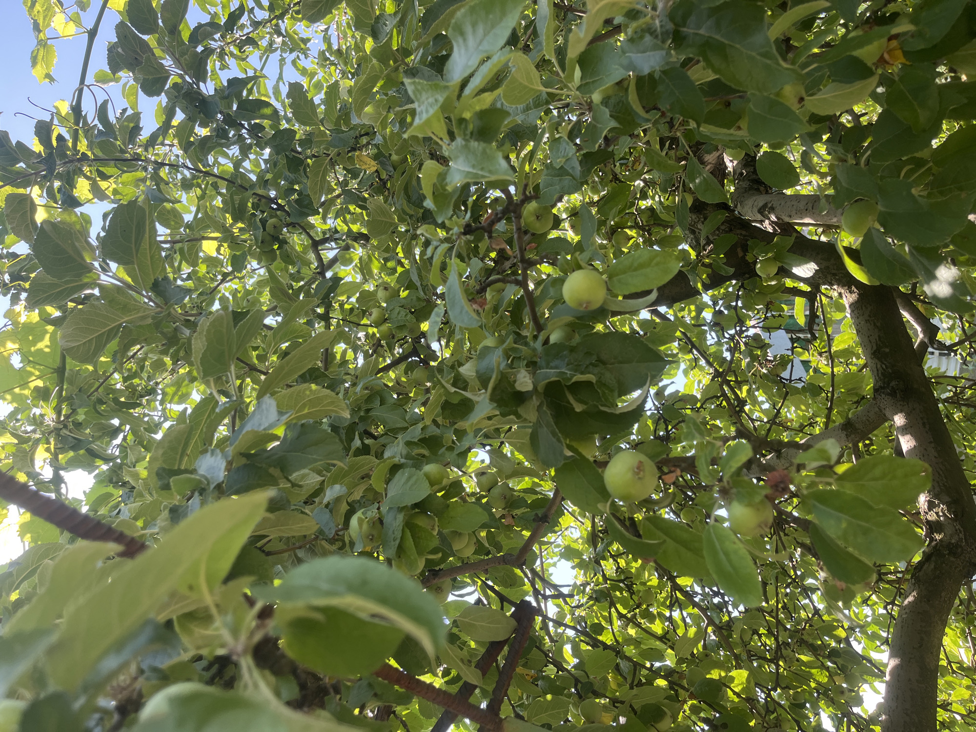 This is a close-up, low-angle shot of an apple tree laden with small, green apples. The sun is shining through the leaves, creating a dappled effect. The tree's branches are visible, some thick and gnarled, others thin and supporting clusters of fruit. The background shows a bright blue sky. The image was taken outdoors in Chernove, Ukraine.