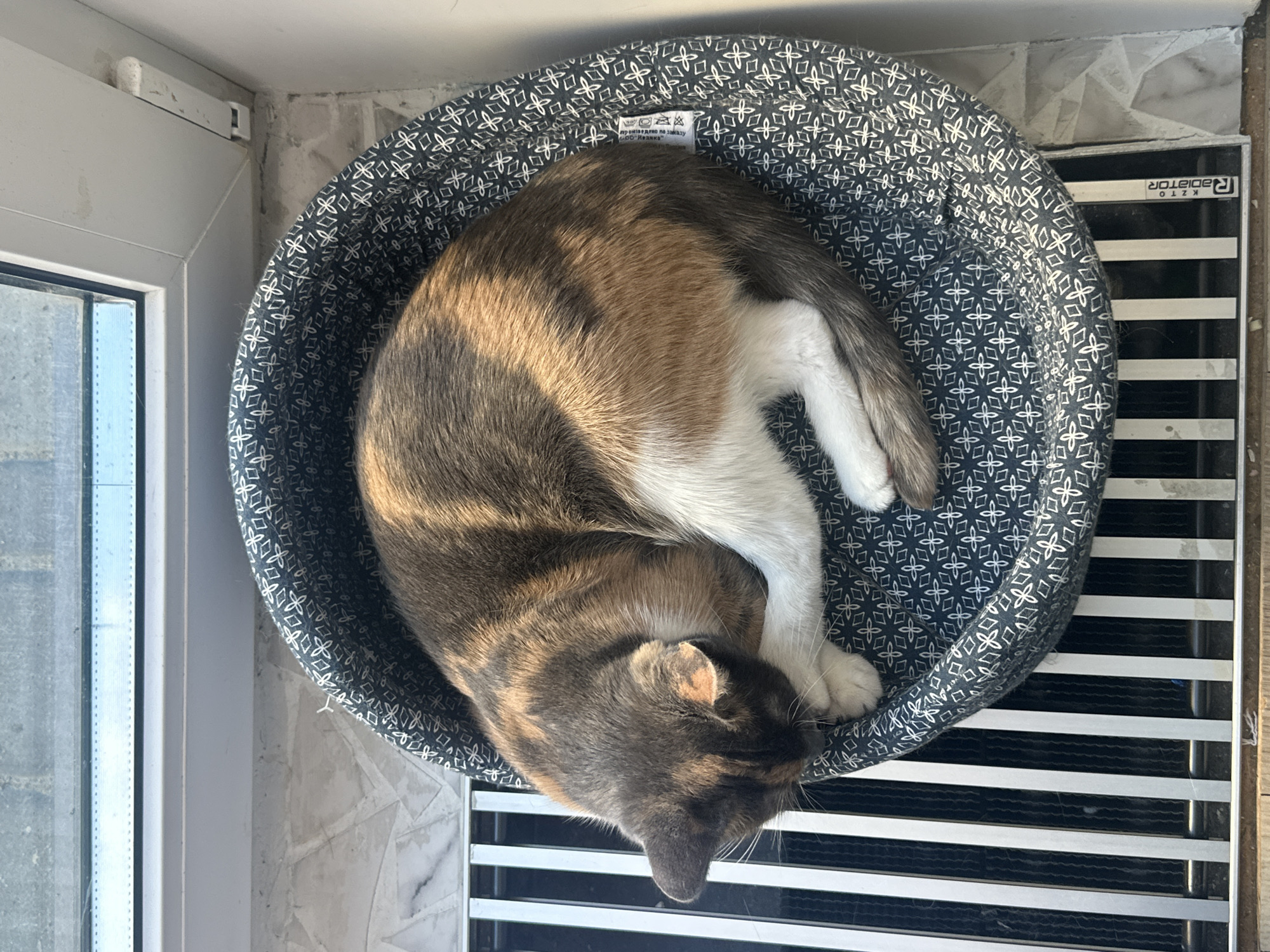 A calico cat is curled up asleep in a round pet bed. The bed is dark blue with a white geometric pattern. The cat is mostly grey and brown with some white on its paws and belly. It is sleeping on a black radiator with horizontal silver bars. The radiator is positioned next to a window with a white frame. The window looks out onto an outdoor area with what appears to be brick or stone walls.
There is a label on the inside of the pet bed with some text and symbols. The text appears to be in Cyrillic. One symbol looks like a clothing care symbol for washing. Another symbol is a circle with a line through it, indicating something should not be done. The text below that is "00 - Медвежье".
The lighting suggests it is daytime, with sunlight streaming in from the window, casting shadows across the cat and its bed. The overall mood is peaceful, as the cat is comfortably sleeping. The scene is likely indoors, possibly a home or a pet-friendly establishment, given the presence of a radiator and a pet bed.