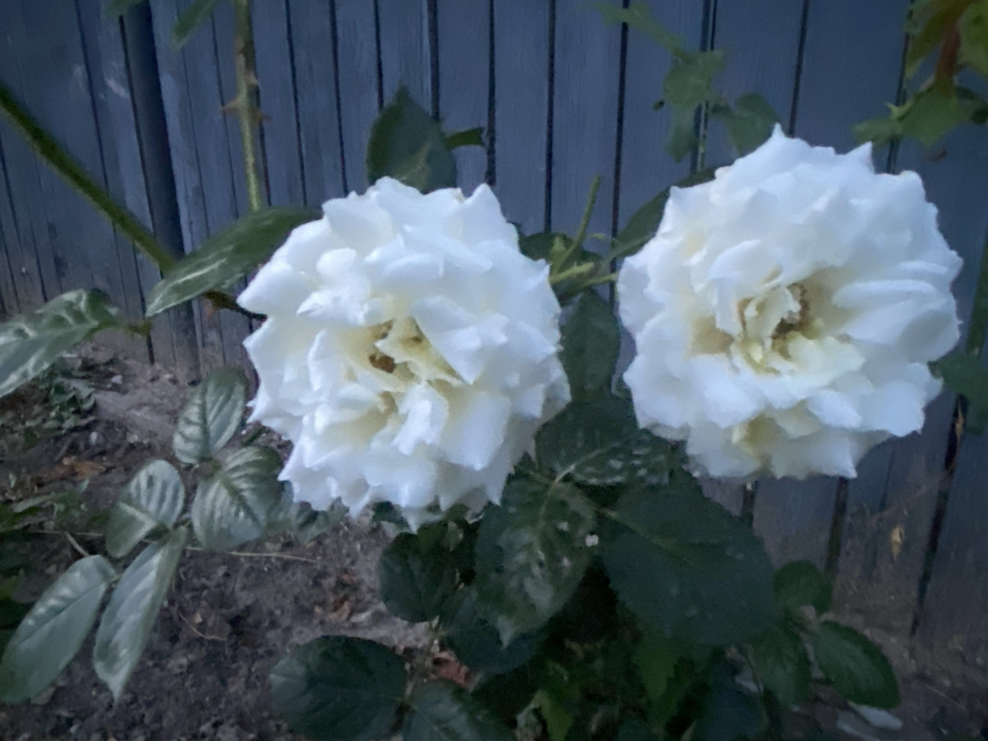 In Horodca, Moldova, in a garden setting, two white roses are in bloom against a weathered blue wooden fence. The roses, with their many layered petals, are a focal point of the image, with the one on the left slightly more in focus than the one on the right. The surrounding foliage is a deep green, and the ground beneath is dark soil. The overall lighting suggests it may be dusk or early morning.