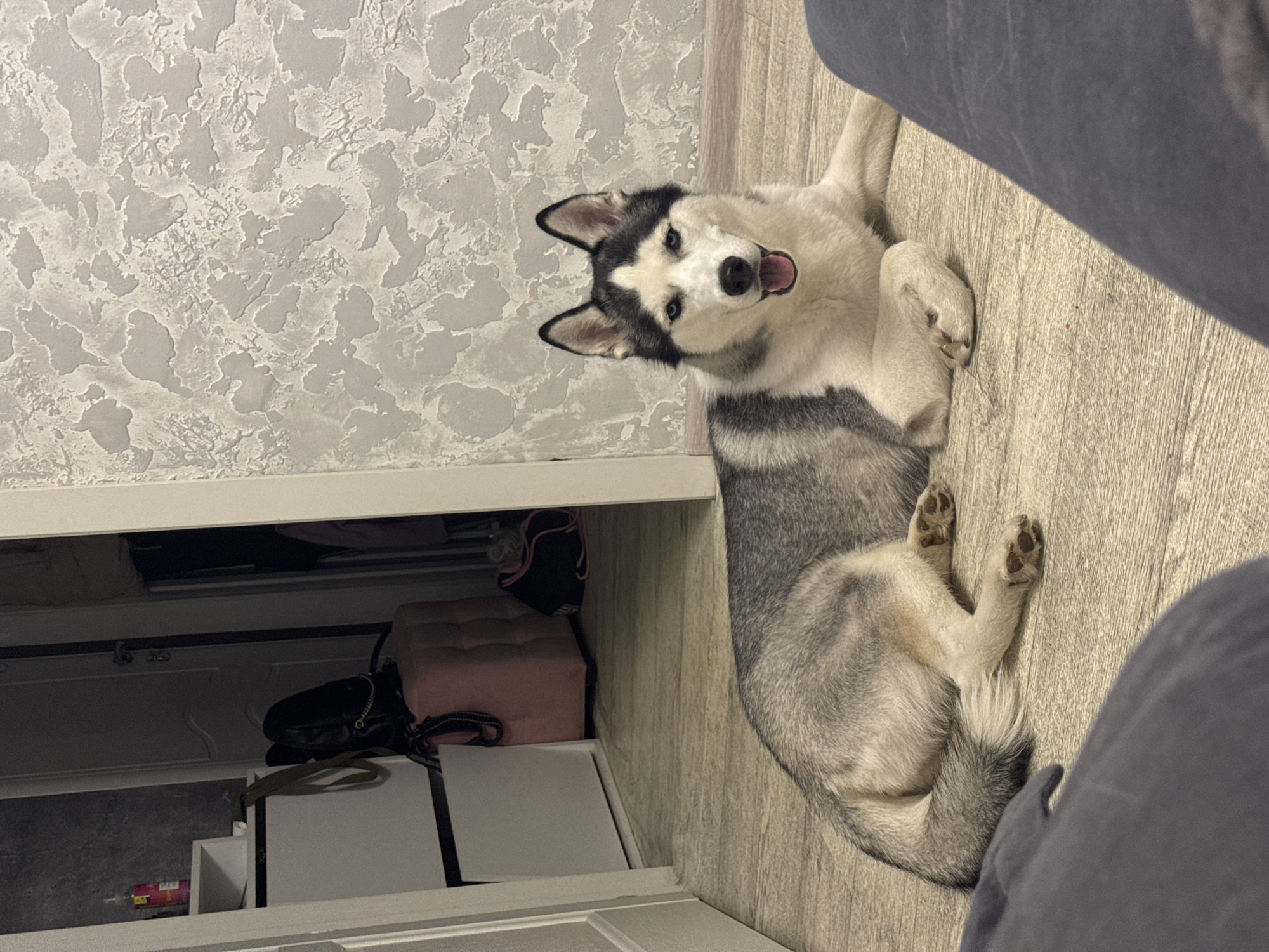 A husky dog with black, white, and grey fur is captured lying on a light-colored wooden floor in an indoor setting. The dog is positioned with its body partially facing the right, while its head is turned towards the viewer, making direct eye contact. Its mouth is slightly open, revealing a pink tongue, and its light blue eyes appear alert and curious. Distinct black markings frame its eyes and ears, contrasting with the white fur on its face. Its body transitions to a mix of grey and white fur, with visible black paw pads on its curled paws.
To the left of the dog, a textured light grey wall, possibly with a plaster finish, rises from a white baseboard or shelf edge. A white shelving unit or storage furniture piece is partially visible along the bottom of the frame. Inside the shelves, various items are stored, including a pink cushioned stool or box, a black bag with a silver chain, and a green strap. A small pink and yellow object rests on a lower shelf.
In the bottom right corner of the image, a dark grey pant leg of a person is visible, suggesting a human presence nearby. A large, dark grey piece of furniture, possibly a sofa or bed, is also partially visible in the upper right quadrant of the frame. The lighting in the room is soft and even, indicating a well-lit interior. No visible text is present in the image.