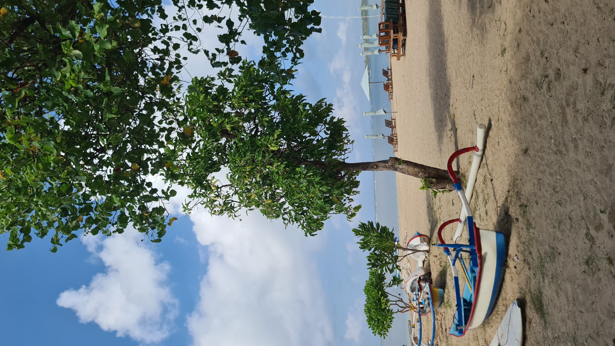 The image depicts a serene beach scene in Denpasar, Indonesia, under a partly cloudy sky. The foreground is dominated by the sandy beach with a colorful, traditional outrigger canoe resting on its side. The canoe is primarily white with blue and red accents. To the left of the canoe, a portion of a white surfboard is visible. Behind the canoe, a slender tree with lush green foliage stands, its trunk slightly angled.
Further back on the sandy expanse, several smaller trees with dense green leaves are sparsely scattered. Beyond these trees, the calm ocean stretches out towards the horizon, meeting a pale blue sky dotted with fluffy white clouds. Several rows of empty lounge chairs and umbrellas are neatly arranged on the beach, suggesting a resort or public beach area. The overall atmosphere is tranquil and inviting, characteristic of a tropical beach destination.