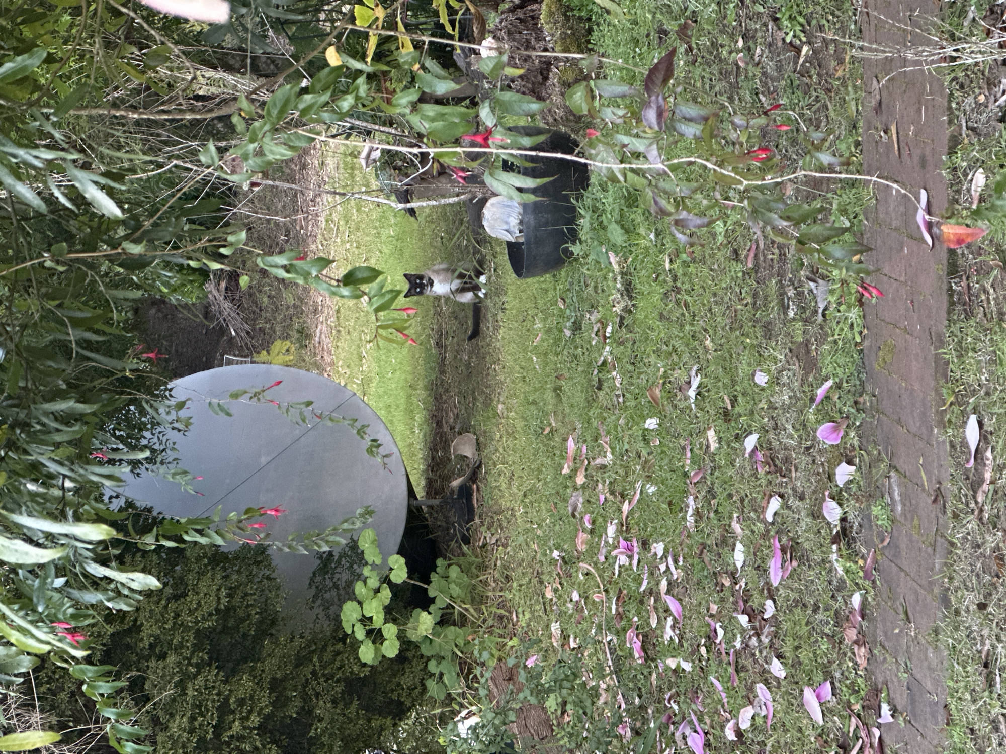The image depicts a natural outdoor setting, likely a garden or backyard. The foreground features a brick path partially covered by green grass and scattered pink and white petals. To the left, a large, grey, semi-spherical object, possibly a water tank or a decorative garden feature, is partially obscured by lush green foliage. Several plants with small pink flowers hang from branches in the mid-ground and right side of the image. In the middle ground, a black cat with white paws and a distinctive dark marking on its face is sitting on the grass, facing the camera. Beside the cat is a black planter containing what appears to be a white object, possibly a statue or decoration. The background consists of trees and dry brush, suggesting a slightly overgrown or naturalized area. The overall impression is a tranquil, somewhat wild, garden environment. The image does not provide specific information about the location being in the city of Thora, Australia.
