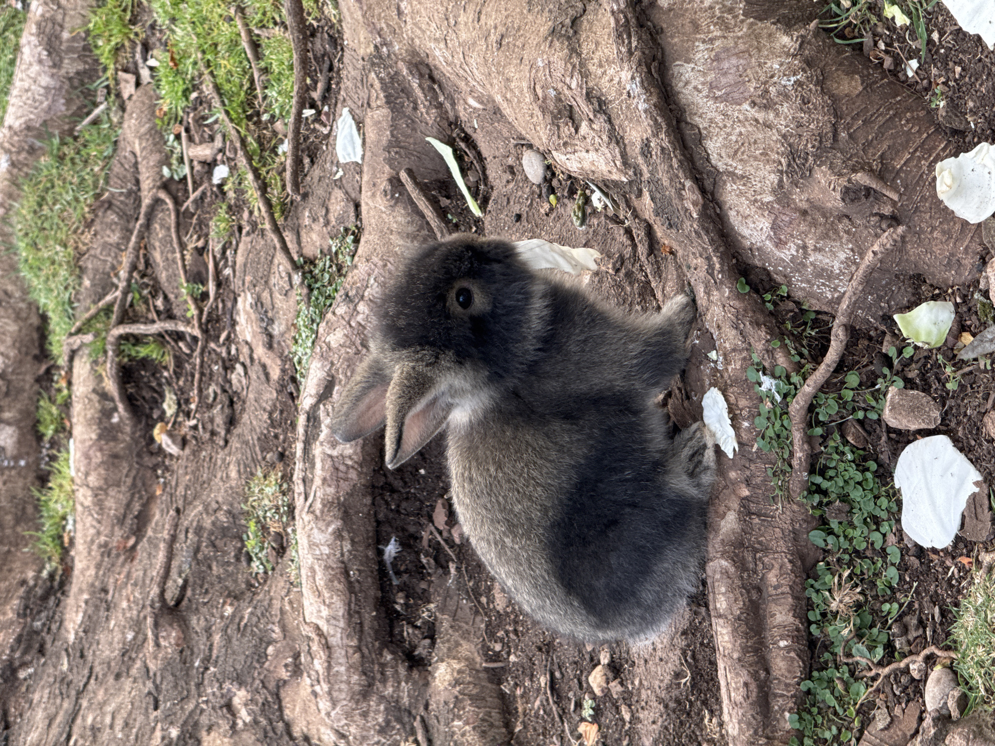 A small, fluffy rabbit is captured resting among the prominent, gnarled roots of a large tree on the ground in Budva, Montenegro. The rabbit, appearing quite young, features a soft coat of fur that is a deep charcoal gray on its back and head, fading into a lighter tan or light brown on its chest and belly. Its dark, round eye is clearly visible as it gazes towards the upper left portion of the frame.
The setting is an earthy environment dominated by thick, textured tree roots that crisscross the ground. These roots display a light brown-gray coloration with noticeable grooves and natural irregularities. Between the roots, patches of small, vibrant green ground cover plants, possibly clover or a similar vine, thrive alongside loose soil, small stones, and scattered white, leaf-like debris which could be fallen flower petals or bits of plant matter.
The activity depicted is the rabbit at a moment of rest, seemingly pausing to observe its surroundings within this natural, outdoor habitat. The lighting is natural and appears soft and diffused, suggesting either a shaded area or an overcast day, as there are no harsh shadows. The image is taken from an overhead perspective, looking down upon the scene. There is no visible text in the media file.