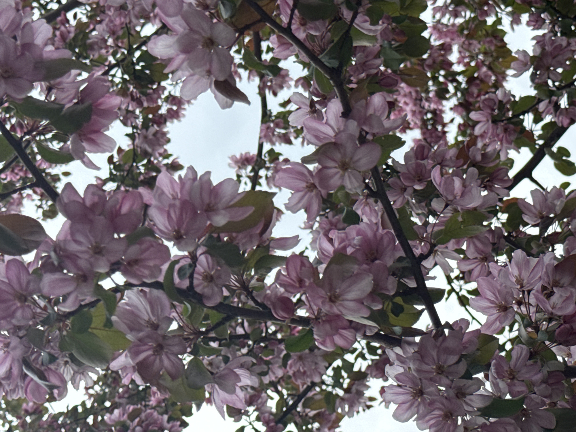 A low-angle shot captures a profusion of light pink blossoms on tree branches against a pale sky, likely in Krasnoyarsk, Russia. The branches, brown and somewhat obscured by the dense floral display, create an interwoven network. The blossoms are at various stages of opening, revealing their delicate petals and some darker centers. Interspersed among the blossoms are green leaves, contributing to the overall textured appearance of the scene. The sky is visible in fragmented patches through the branches.