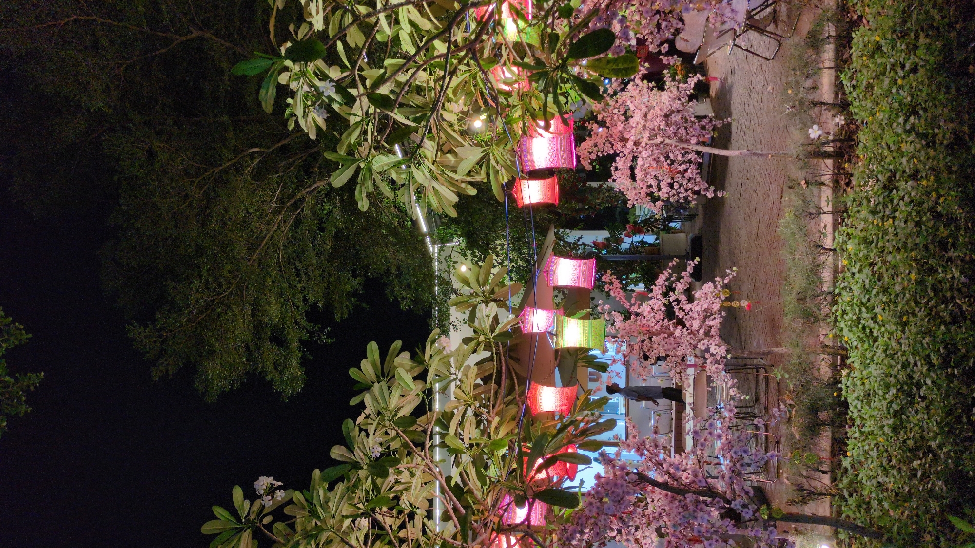 The image shows an outdoor seating area in Phan Rang – Tháp Chàm, Vietnam, at night. Colorful lanterns hang between trees with light green leaves and pink blossoms. On the right side of the image there is a man wearing a grey shirt, and there are multiple sets of tables and chairs nearby. There is a brick pathway visible between bushes and pink blossom trees.