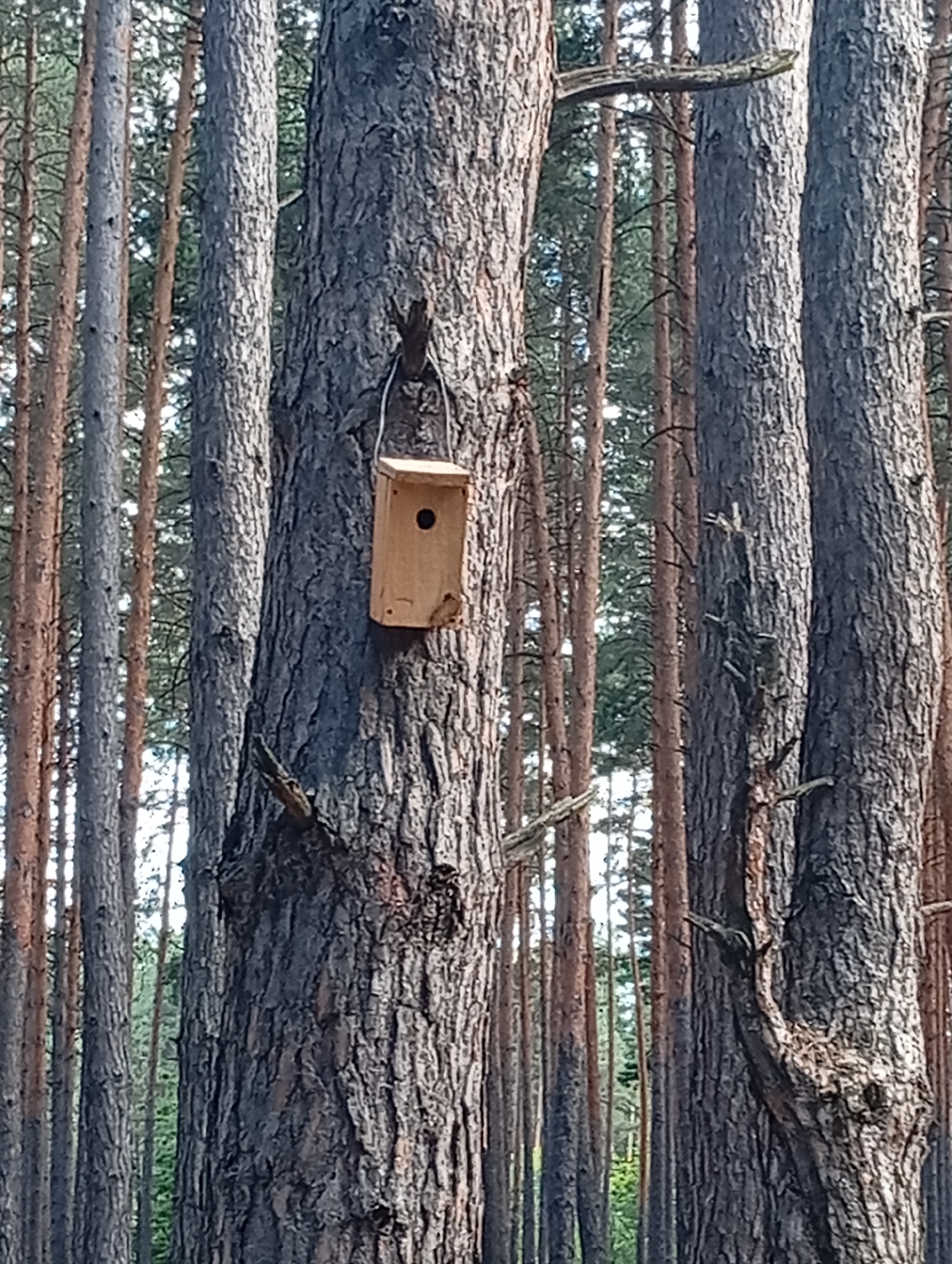 An eye-level, medium shot captures a small, wooden birdhouse hanging from the thick, textured bark of a pine tree in a forest. The birdhouse is positioned to the right of the frame, attached by a white string that disappears into the tree. It is rectangular with a small, dark circular opening. The tree itself is tall and appears to be surrounded by other pine trees, creating a dense forest environment. The lighting suggests it is daytime, with soft light filtering through the trees, creating a dappled effect on the bark and forest floor. There are no people visible in the image.