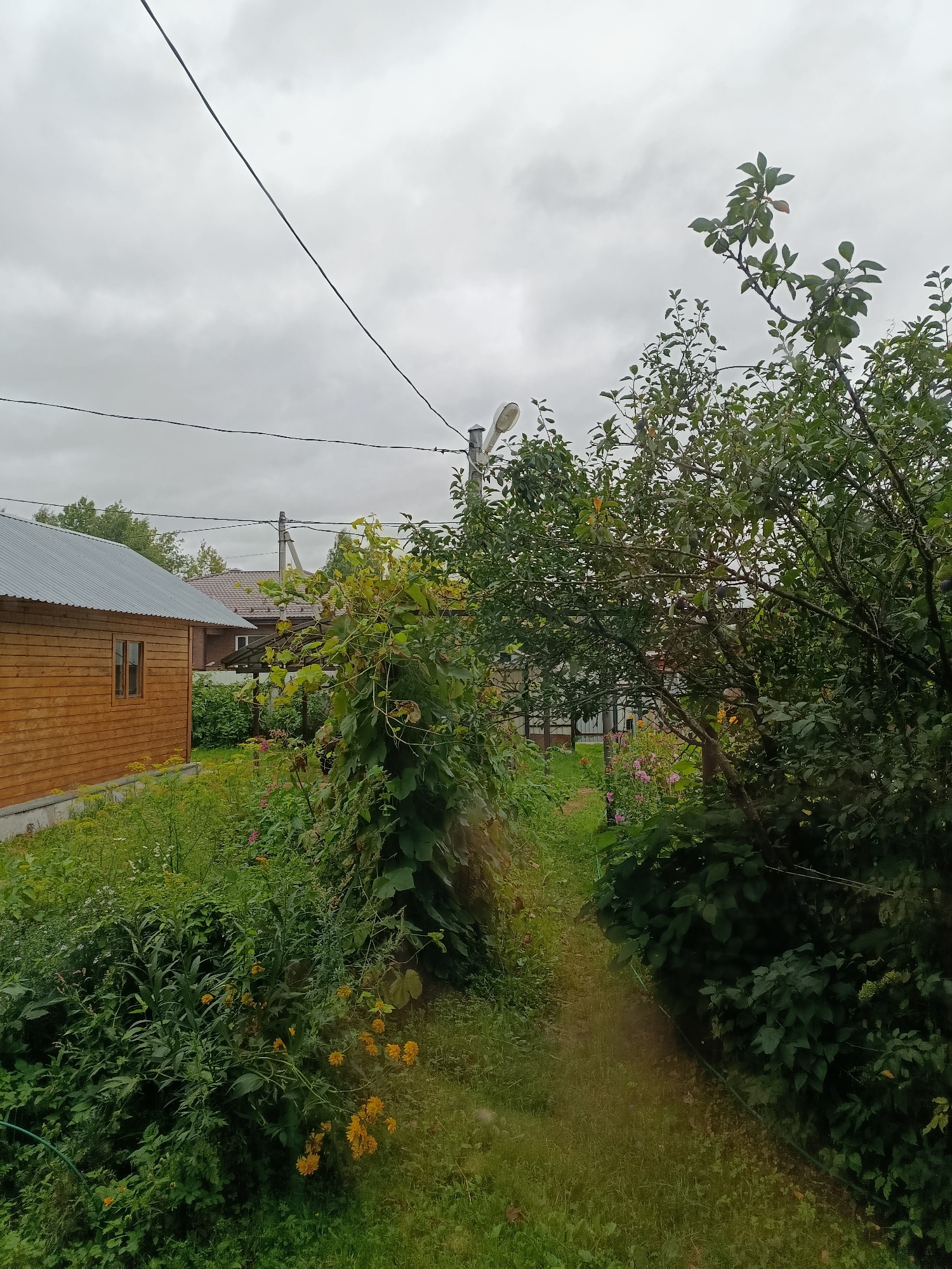 The image depicts an outdoor scene on an overcast day, likely in a rural or suburban setting within Veriya, Russia. In the foreground on the left, a wooden house with a corrugated metal roof is visible, featuring a small window. Adjacent to the house is a dense garden area with various plants, including green foliage and yellow flowers. A narrow grassy path leads into the background, bordered by lush greenery on both sides. To the right, a large tree with dense green leaves dominates the midground. In the background, other houses with dark roofs and trees can be seen. Overhead, power lines crisscross the sky, and a lamppost is present near the tree on the right. The overall impression is of a lived-in, naturalistic environment, possibly a dacha or country home. There are no people visible in the image.