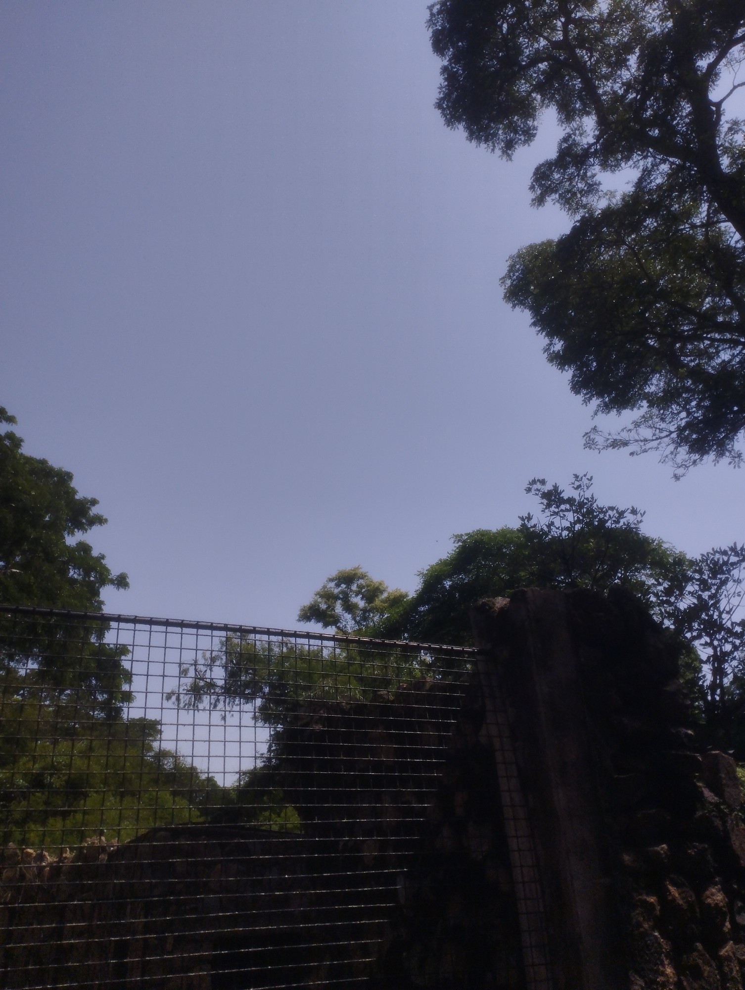 An eye-level outdoor shot shows a wire mesh fence and a dark, textured wall. Trees are visible in the background. The sky is clear and blue, with a slight overcast. The lighting is bright, suggesting daytime. The image appears to be taken in a natural or park-like setting.