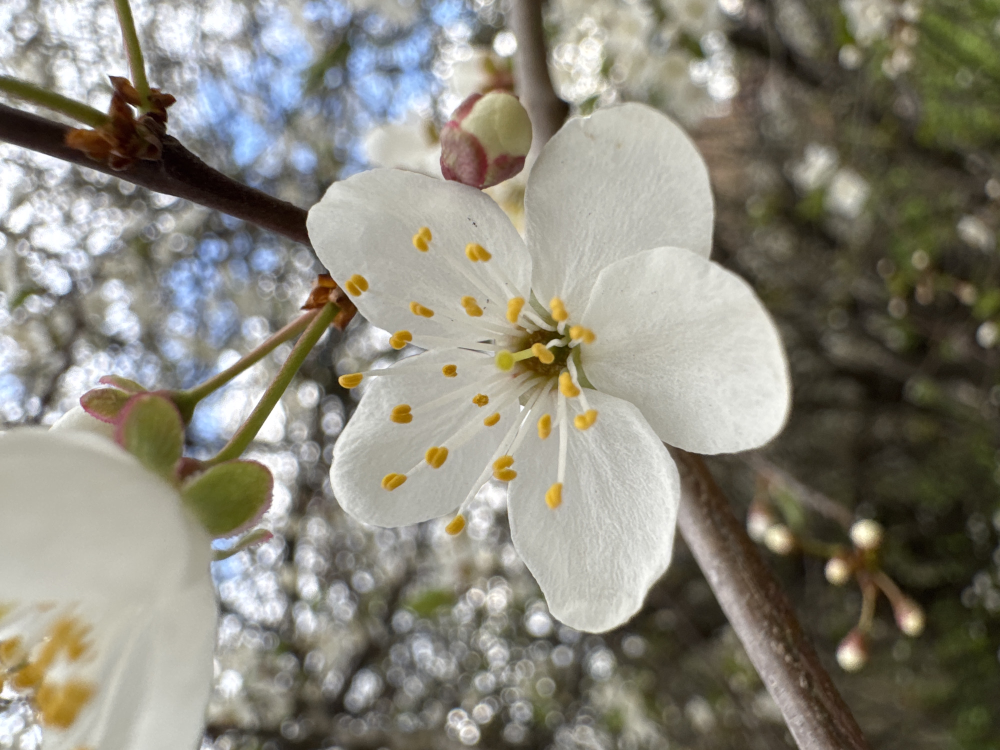 The image shows a close-up of a white flower with yellow stamens blooming on a branch. Several buds are also visible on the branch. The background is blurred, with hints of blue sky and greenery. The location, Rostov-on-Don, Russia, is not discernible from the image alone.