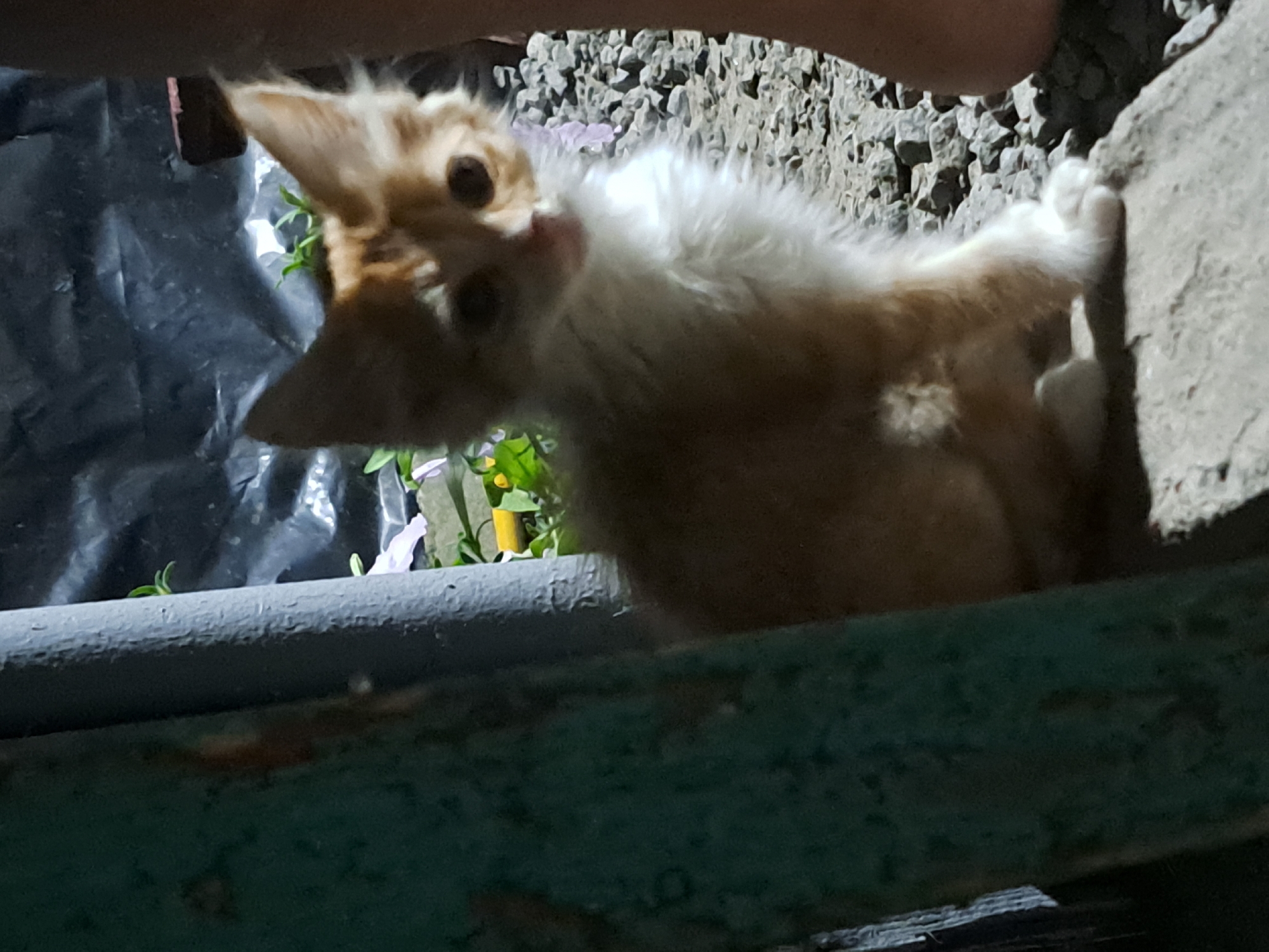 A ginger and white kitten sits on a concrete ledge in Vypasne, Ukraine. The kitten is looking towards the viewer with its mouth slightly open. The background is dark and blurry, with some green foliage visible. To the left of the kitten, there is a dark green metal pole. To the right, a person's leg is visible. The ground is covered in small grey rocks. The lighting suggests it is either early morning or late evening.