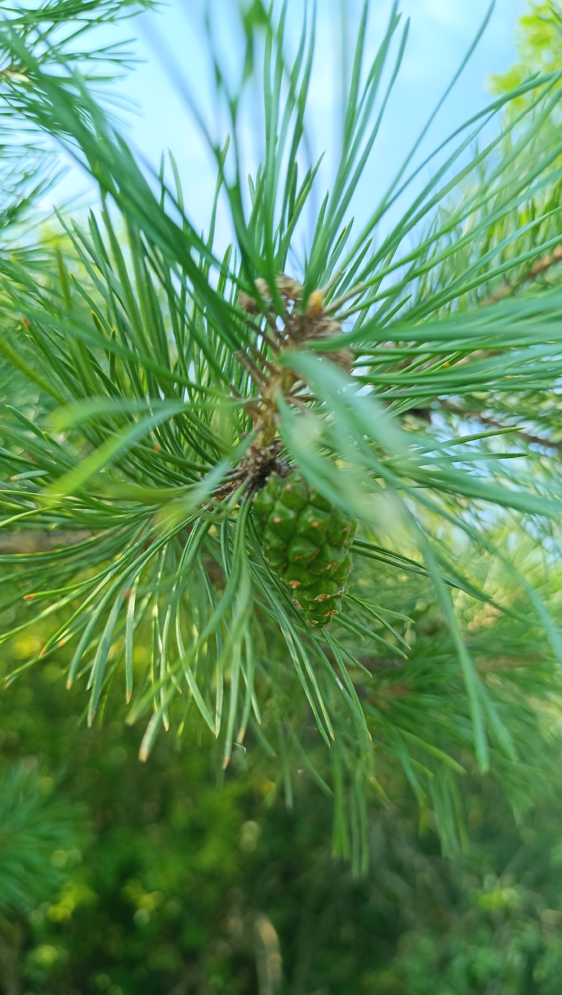 A close-up, low-angle shot captures a small, vibrant green pinecone hanging from a branch laden with long, slender pine needles. The pine needles fan out from the center, creating a soft focus effect that blurs the background. In the upper portion of the frame, a soft blue sky is visible. The lower portion of the image is filled with a bokeh of lush green foliage, suggesting a dense wooded area. The scene is devoid of human presence. The image depicts a natural outdoor environment, likely a forest or park. The specific location in the city of Karsha, Russia, is not discernible from the visual information provided.