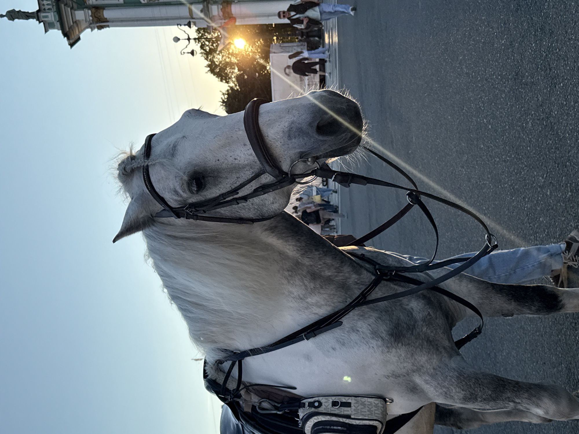 A grey horse stands on asphalt. The horse is wearing a bridle and saddle. A person in blue jeans and a white t-shirt stands next to the horse. In the background, a white truck and several people are visible. A building with columns and a statue on top is visible on the right side of the image. The sun is setting, casting a warm glow on the scene. The location appears to be Palace Square in Saint Petersburg, Russia, given the architectural style of the building and the presence of the horse and carriage for tourists.