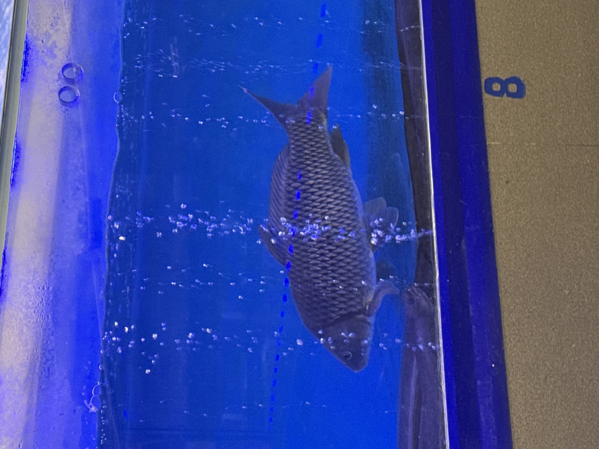 A gray fish is in a blue-toned aquarium. The aquarium has a blue frame. Outside the aquarium, a beige-colored wall is visible with a blue number "8" painted on it. The aquarium is filled with water and air bubbles. The location is Tay Nha Trang Ward, Vietnam.