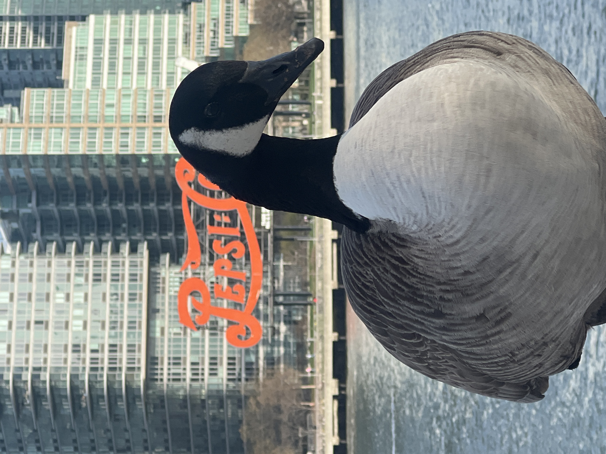 A close-up, eye-level, outdoor shot shows a Canada Goose with its head and neck extending to the left side of the frame and its body filling most of the right side of the frame. The goose has a black head and neck with a white cheek patch and a gray-brown body. The goose is on a concrete pier.
In the background, across the body of water, are skyscrapers and the iconic red and white Pepsi-Cola sign in Gantry Plaza State Park, Long Island City, New York.