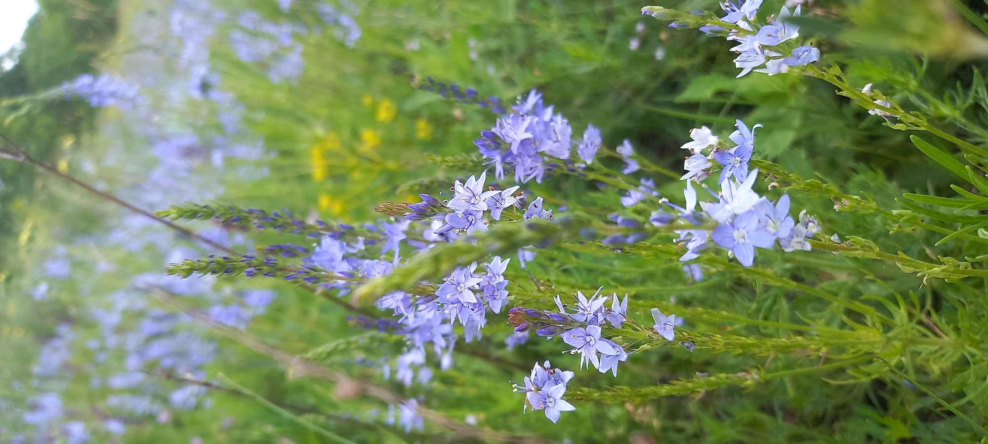 The image shows a close-up view of small, light blue flowers growing in a field. The flowers are clustered on green stalks, and there is other green vegetation visible in the background. Some yellow flowers are also visible. The location is a field in Kryvyi Rih, Ukraine. There are no people visible in the image. The scene is a natural environment with wildflowers in bloom.
