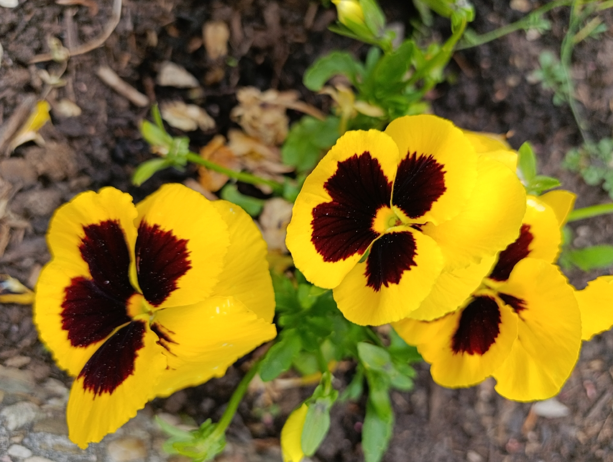 A close-up shot of three yellow pansy flowers with dark burgundy blotches in the center, surrounded by green foliage, and set against a background of soil and small rocks. The setting suggests a garden or cultivated area, but the specific location is unknown.