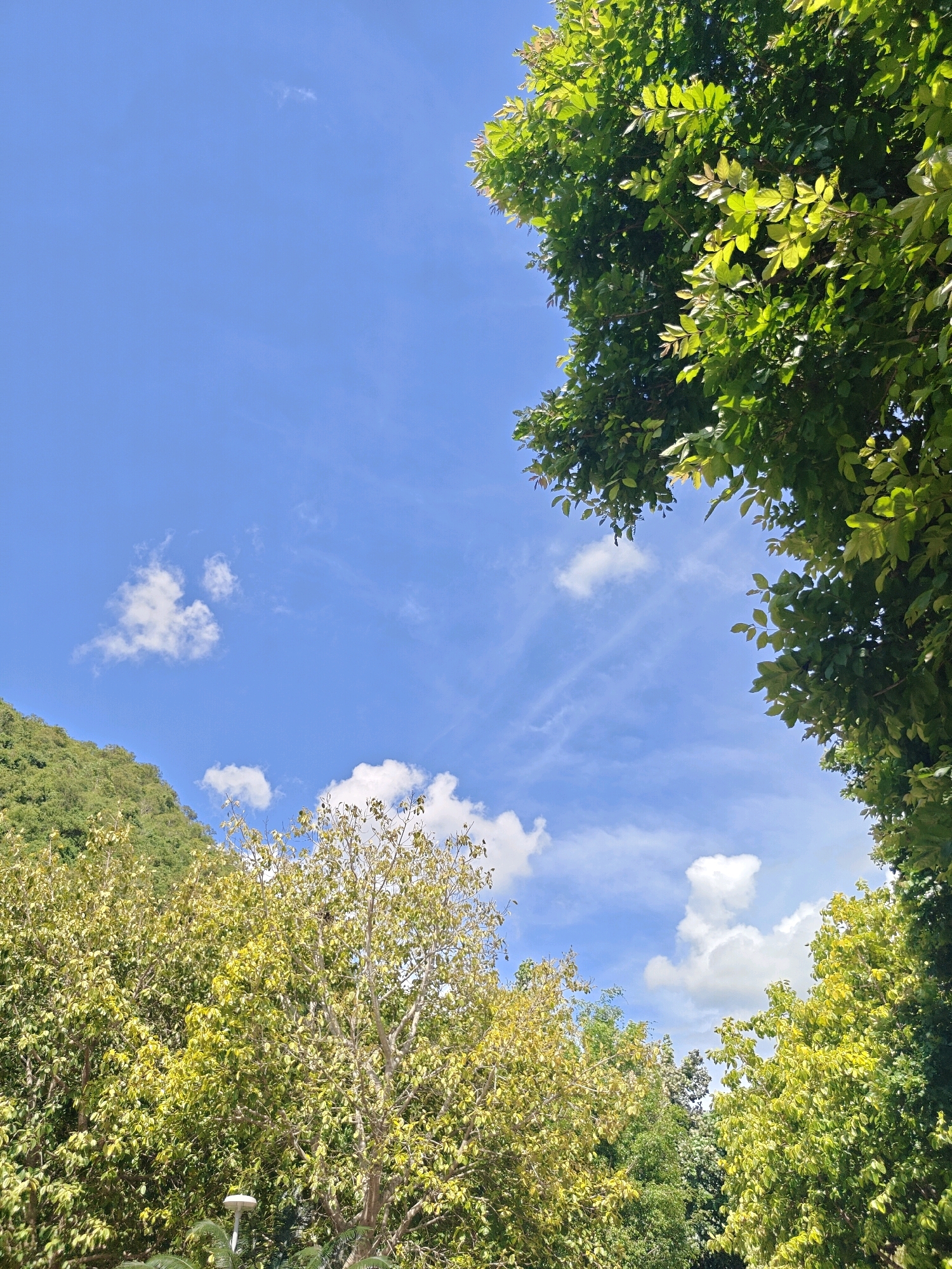 A low-angle, vertical shot captures a bright, blue sky with sparse, wispy white clouds. Lush green foliage from trees frames the top right and extends across the bottom portion of the image. A green, tree-covered mountainside is visible in the upper left. In the foreground, a white lamppost stands partially obscured by the trees at the bottom center of the frame. The scene appears to be outdoors in a natural setting, possibly a park or a hilly area within the city of Mu Si, Thailand, characterized by its vibrant plant life and clear sky.