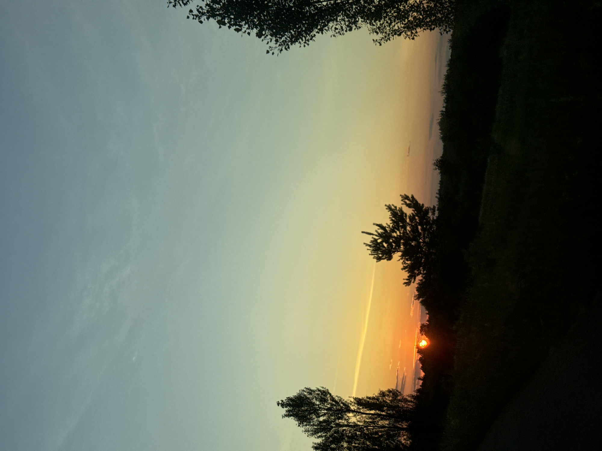 The image captures a sunset over a natural landscape, likely in or around the village of Dovhe, Ukraine. The sky transitions from a pale blue at the top to a vibrant orange and yellow near the horizon, with thin clouds streaking across the upper portion. Silhouetted against the bright sky are various trees and dense vegetation forming a dark, undulating treeline in the middle ground and foreground. Two prominent trees, one on the far left and another on the far right, are silhouetted, with the tree on the left appearing taller and more slender than the one on the right, which has a fuller canopy. A smaller, spiky evergreen tree is also visible in the middle ground, directly above the brightest part of the sunset. The sun itself is a distinct, glowing orb partially obscured by the treeline, casting a warm light. The foreground is a dark, shadowy expanse, suggesting either a road or densely overgrown ground, also silhouetted against the fading light. The overall impression is of a serene, natural scene at dusk.