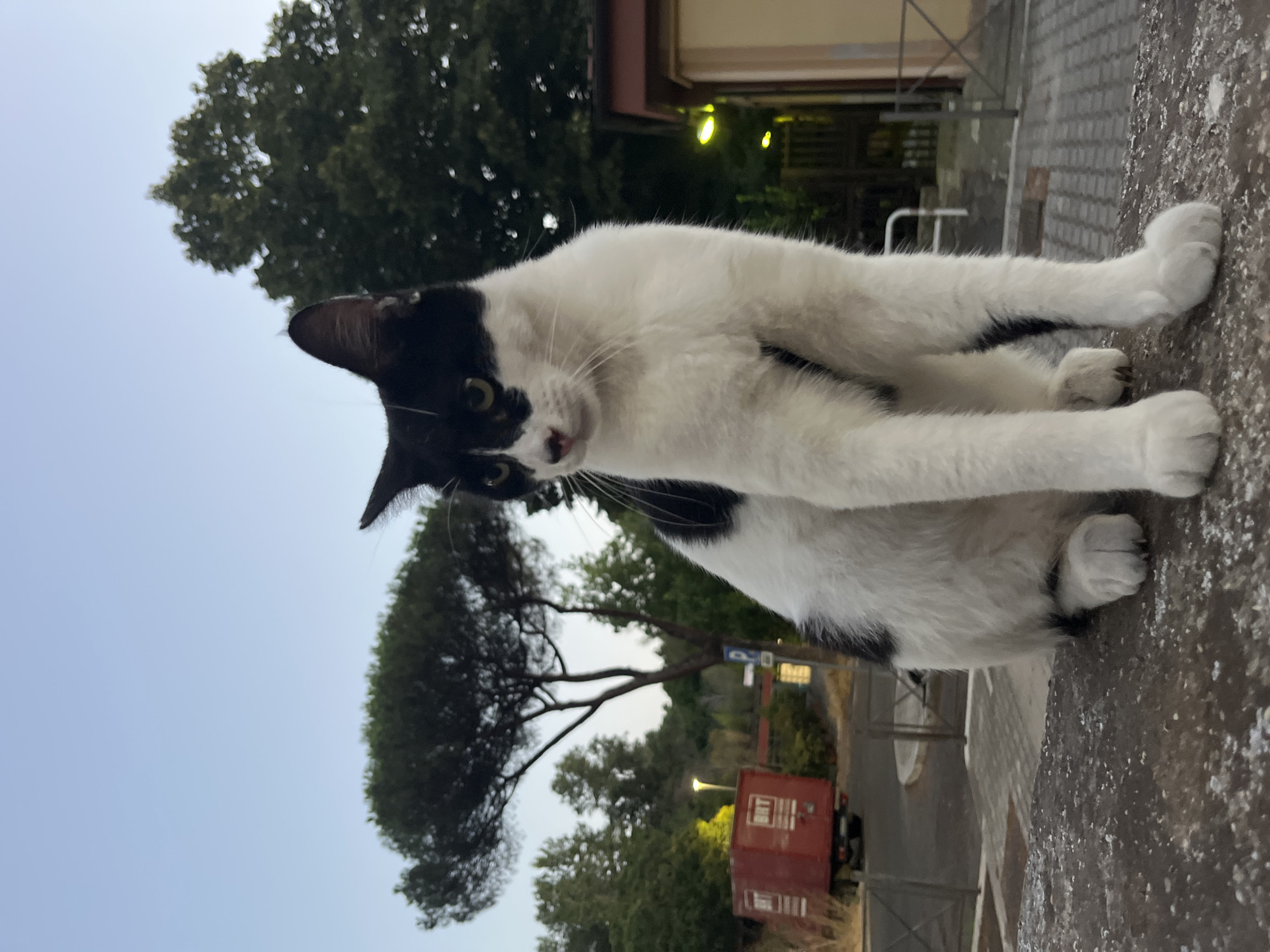 A black and white cat is sitting on a low stone wall, looking to the left. The cat has green eyes and is facing slightly away from the camera. In the background, there are trees, a red truck, and a building with yellow siding. The sky is a pale blue, suggesting it is either early morning or late evening. There is a street with paving stones and some metal fencing. The image appears to have been taken in an outdoor setting, possibly a residential area or park. The location is specified as Rome, Italy.