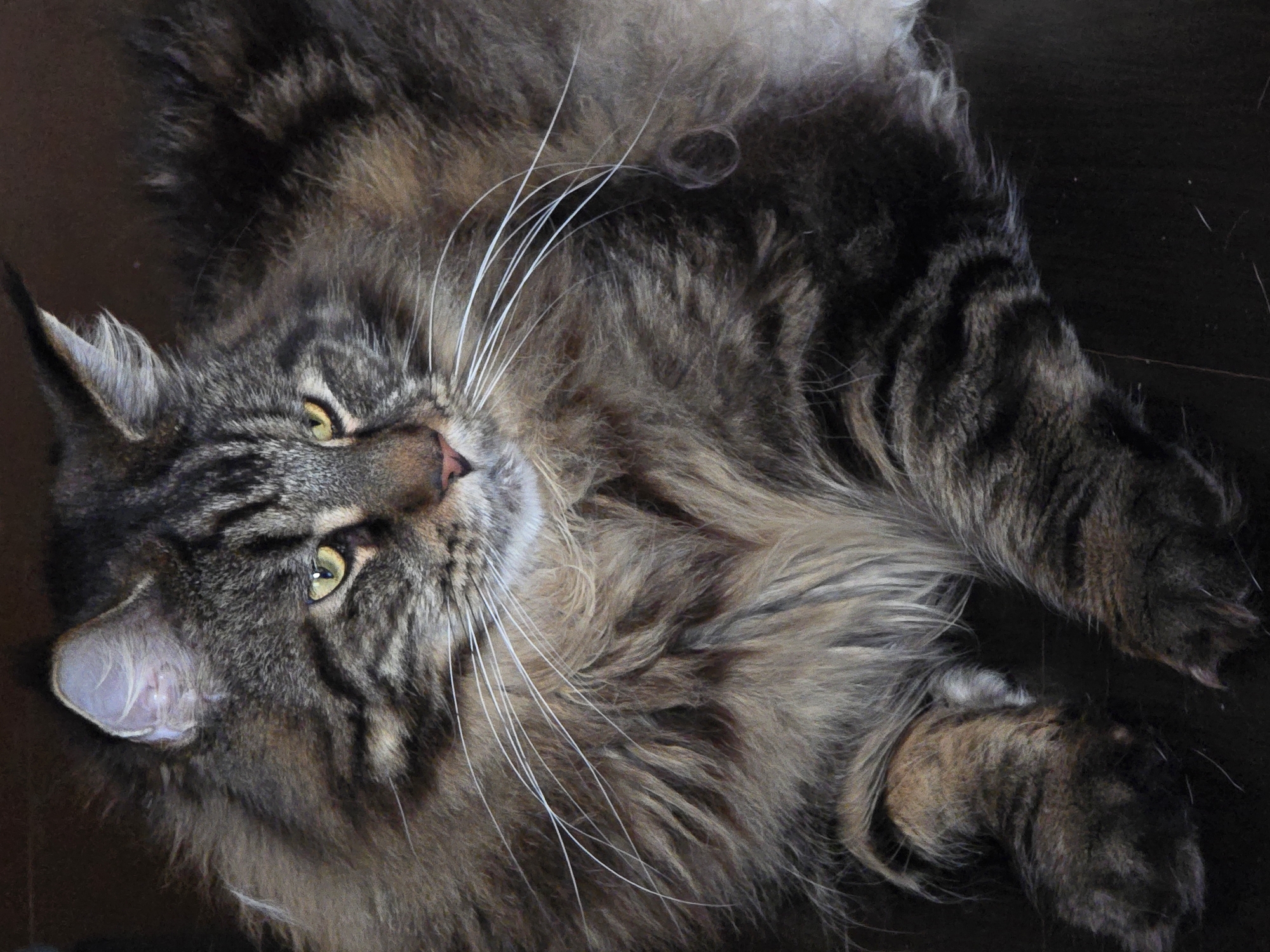 This is a close-up, high-angle shot of a long-haired, tabby cat lying down. The cat has striking green eyes, prominent white whiskers, and a thick mane of fur in shades of brown, black, and grey. Its paws are visible in the foreground, with one paw resting slightly forward. The background is dark and appears to be a floor. There is no visible indication of the location being in Krasnoyarsk, Russia, nor any specific environmental details that would suggest this. The image focuses solely on the cat.