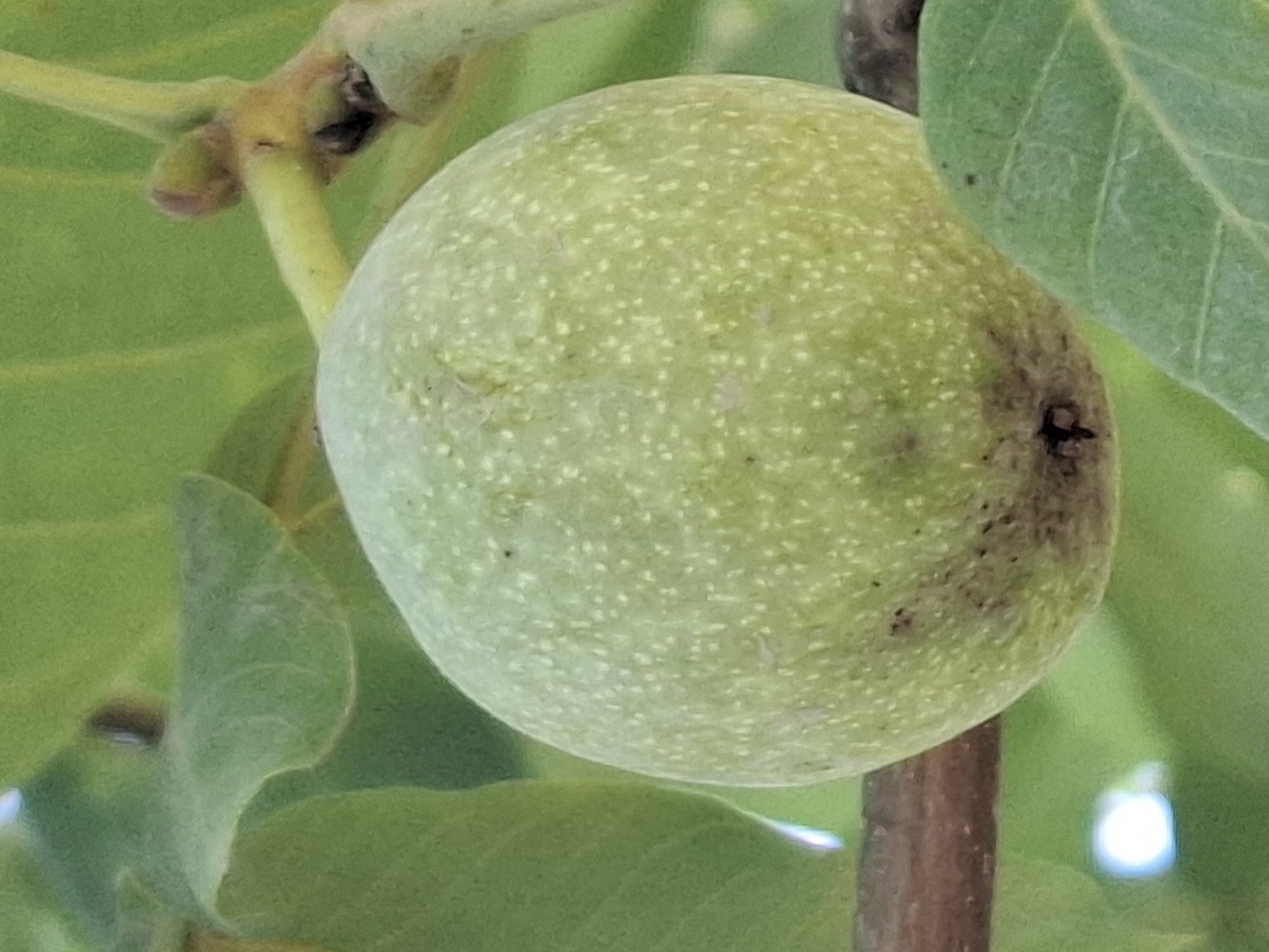 A single, unripe walnut, is pictured close-up, hanging from a branch with green leaves surrounding it. The walnut is spherical and light green with a textured surface dotted with tiny, lighter green spots. A dark, possibly damaged area is visible on the lower part of the walnut. A thin, brown branch runs horizontally across the bottom left of the image, partially obscuring a blurry, bright light in the background. The background consists of soft-focus green foliage, suggesting an outdoor setting like a park or garden. The image does not provide any information that would allow for its location in Almaty, Kazakhstan to be determined.