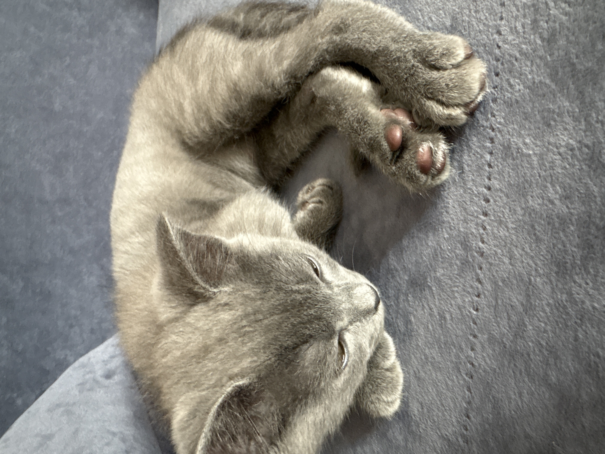 A grey domestic cat, appearing to be a kitten, is depicted lying on a textured, grey upholstered surface, likely a sofa or blanket, in Chaikovsky, Russia. The feline is positioned with its body curled towards the right side of the frame, its head lowered and facing downwards, slightly to the viewer's left. Its eyes, partially visible, exhibit an amber hue. The cat's forepaws are tucked beneath its head, while its hind paws are visible towards the lower right, revealing pink toe pads. The fur is short to medium in length, consistent in its grey coloration across the visible body. The background consists of a softer grey tone, out of focus, suggesting further upholstery or a wall. A faint pattern of dashed lines is visible on the grey fabric beneath the cat. Lighting appears consistent, casting subtle shadows and highlights.