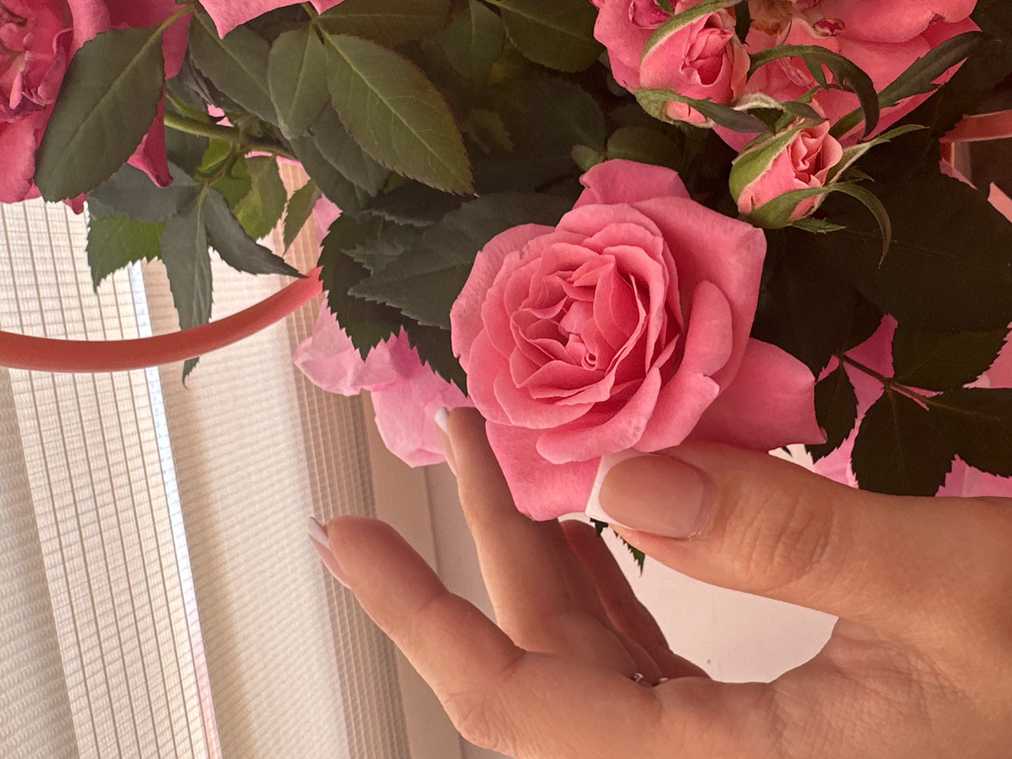 A close-up captures a bouquet of pink roses, with a woman's hand gently touching one of the blooms. The background includes a window with closed blinds. The scene appears to be indoors. There is no information about the location in the city of Chaikovsky, Russia.