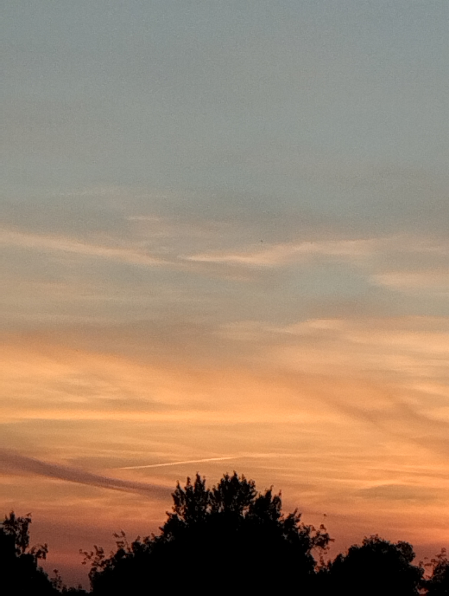 The image is a close-up, landscape-oriented photograph of a sunset sky with silhouetted trees in the foreground. The sky transitions from a pale blue at the top to soft oranges and pinks closer to the horizon. Wispy clouds streak across the sky, some catching the colors of the sunset. A contrail from an aircraft is visible in the middle ground, curving across the orange hues. The trees at the bottom are dark silhouettes, their branches and foliage indistinct. There are no people or discernible objects in the sky or on the ground. The image appears to be taken outdoors, likely in a natural or semi-natural setting with trees, such as a park or the outskirts of a city. Without additional information or context, it is impossible to determine if this image was taken in Minsk, Belarus.