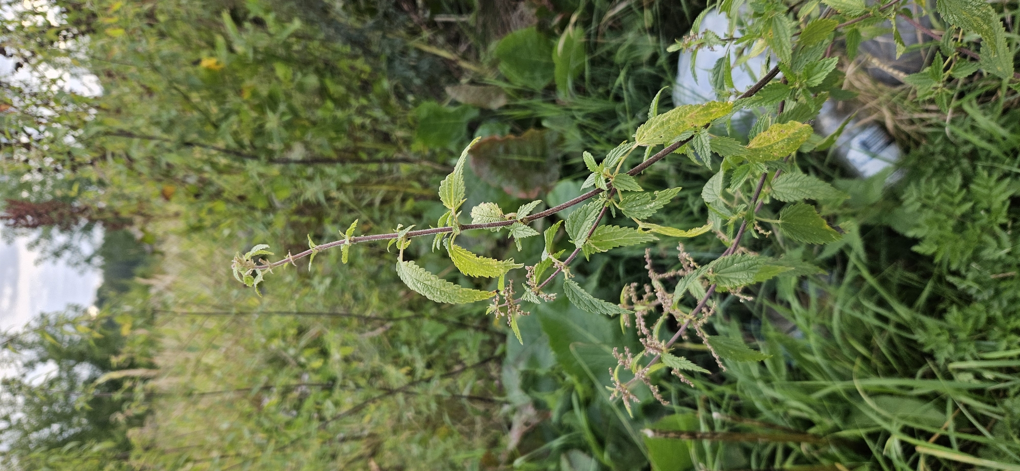 In a dense, overgrown area with tall grass and various plants, a single stalk of nettle is prominently featured in the foreground. The nettle plant has green leaves with serrated edges and small clusters of developing seed pods. The background consists of blurred greenery and trees, suggesting an outdoor natural setting. The ground appears uneven and covered in vegetation. There are no people or animals visible. The scene evokes a sense of wildness and neglect, possibly an unkempt lot or the edge of a park. The overcast sky, indicated by the lighting, suggests a natural outdoor environment in Vitsebsk, Belarus.
