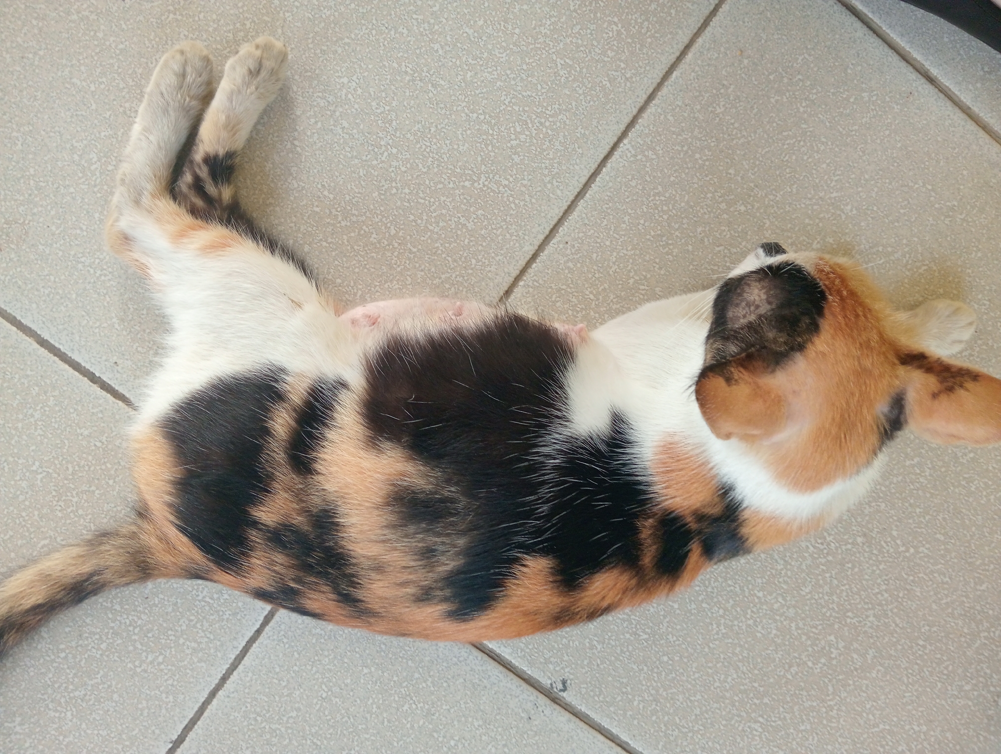 A calico cat is lying on its back on a tiled floor. The cat's body is mostly white with patches of black and orange. Its front legs are stretched out, and its hind legs are bent. The cat's head is turned to the right, and its eyes are closed. The tiled floor is beige and appears to be indoors. The scene is likely in a residential area in Sidoharjo, Indonesia.