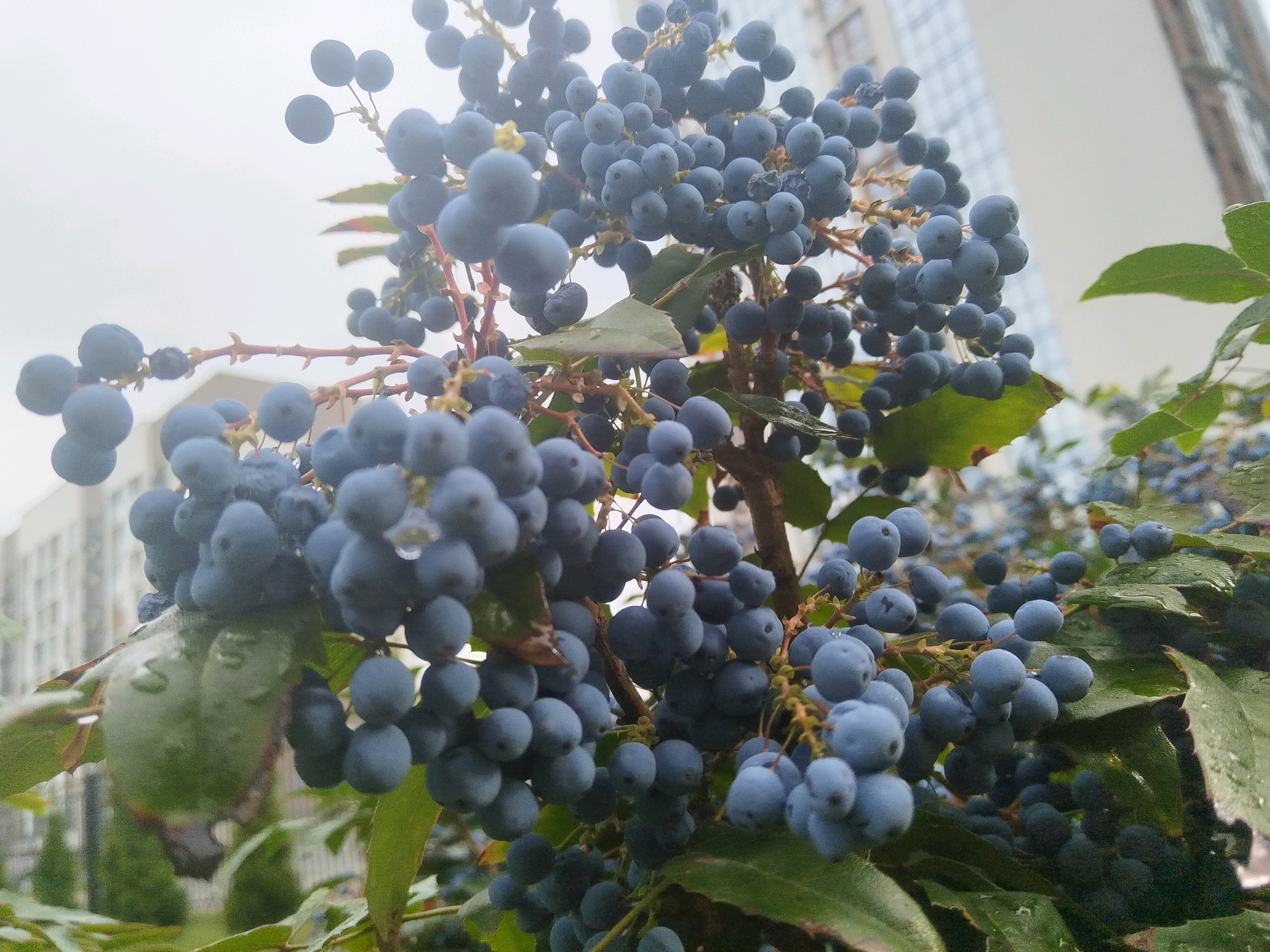 The image is a close-up shot of a cluster of dark blue berries, likely Mahonia, on a branch. The berries are round and clustered together, with some leaves visible. The background is blurred, showing indistinct buildings and trees, suggesting an urban environment. The lighting is overcast, with soft light illuminating the berries and leaves, which appear to be wet, indicating recent rain. There are no people or animals in the image. The image was taken outdoors, possibly in a park or garden within the city of Brest, Belarus.