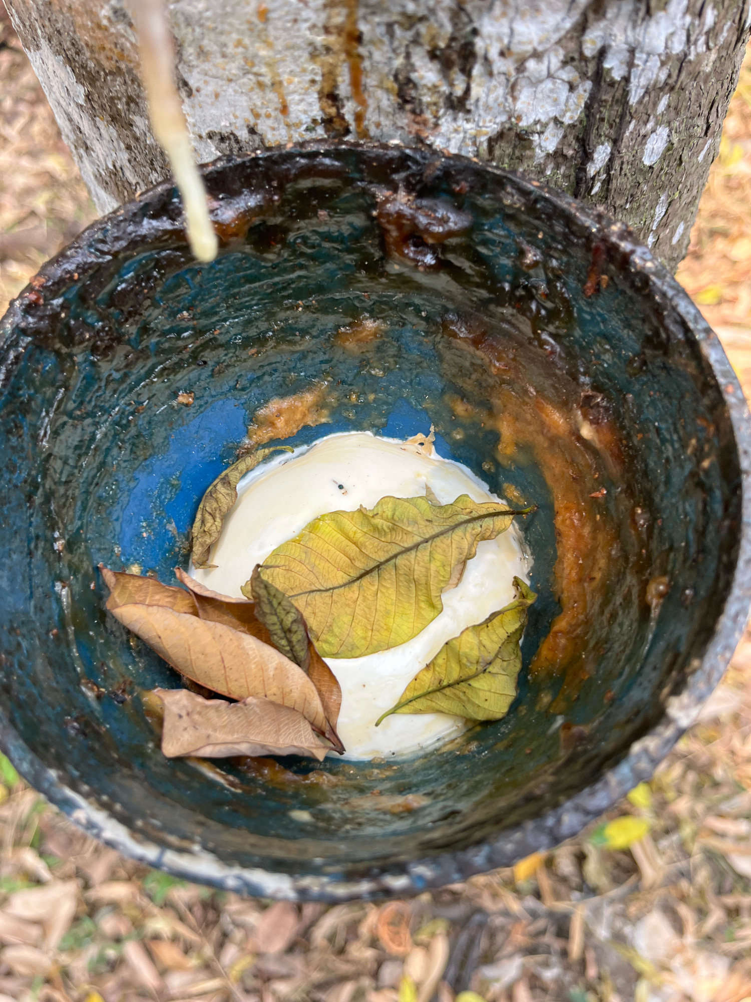 A weathered, dark blue, ceramic cup is attached to a tree trunk in Talang Kelapa, Indonesia, and is collecting a white, viscous liquid, likely latex. The cup's interior is stained with brown residue, indicative of dried sap. Several fallen leaves, some brown and withered, others a yellowish-green, rest on top of the white substance inside the cup. A thin, translucent stream of liquid is dripping from the tree into the cup. The background shows the textured bark of the tree and a blurry ground covered with dry leaves and sparse vegetation.