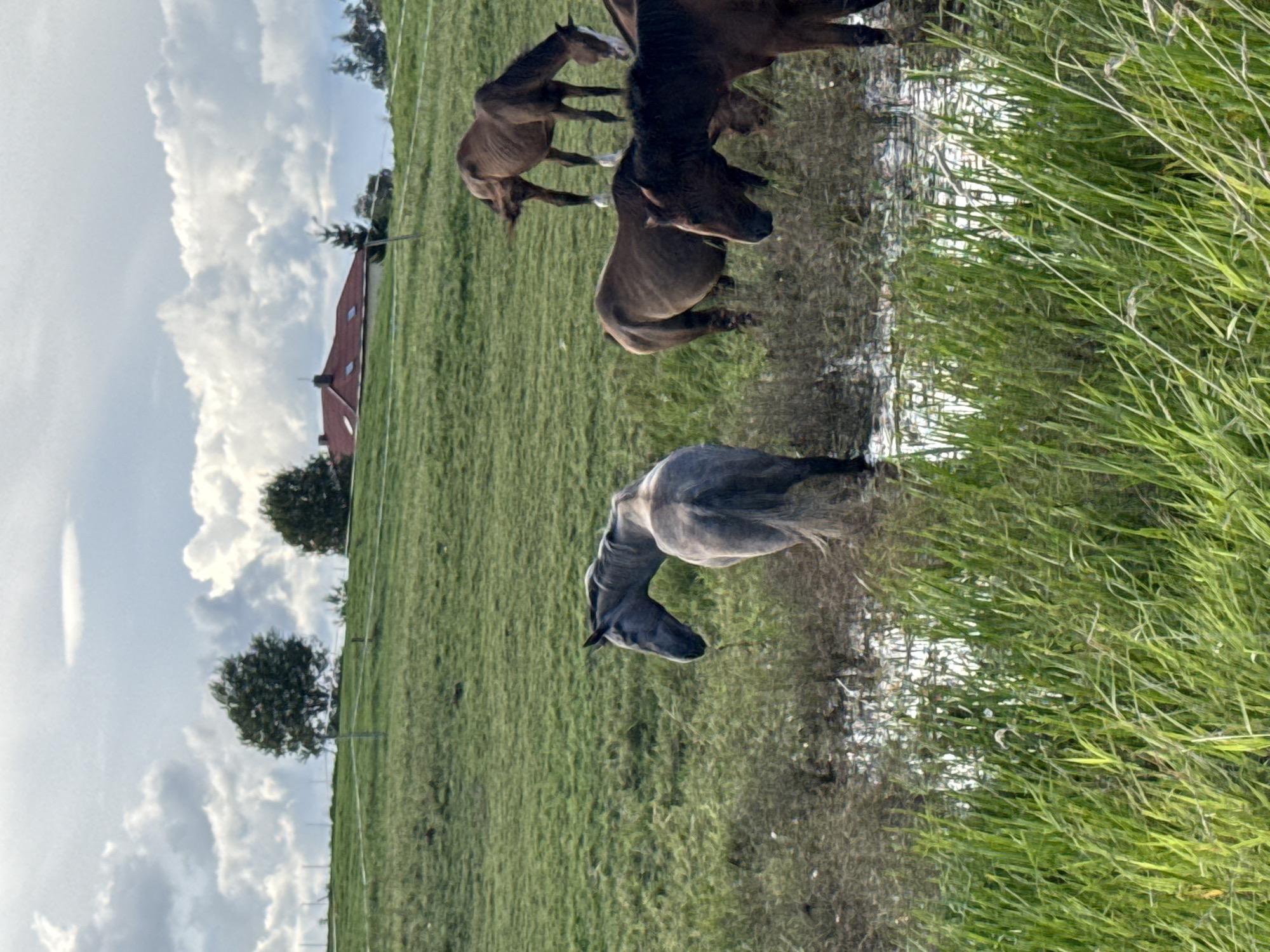 A herd of five horses are standing in a grassy field near a body of water with tall grass in the foreground. The sky is overcast with dramatic clouds, and a red-roofed building is visible on a distant hill. The scene appears to be located in or near the city of Galinė, Lithuania, given the rural landscape and architectural style of the building.