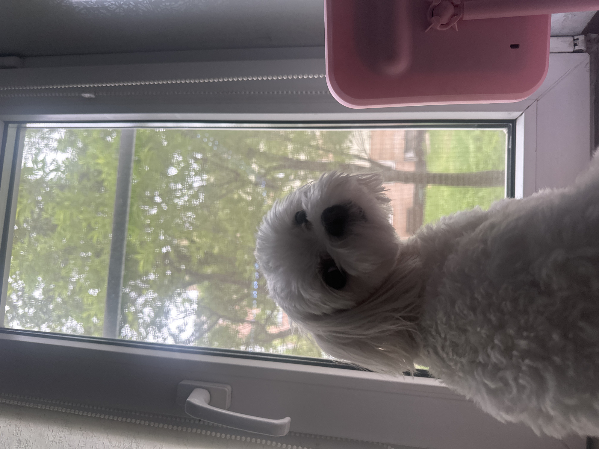 A small, fluffy white dog with dark eyes and a tilted head sits on a windowsill, looking towards the viewer. Behind the dog, a window is covered by a fine mesh screen, obscuring a view of green foliage and buildings. To the right of the dog, a portion of a pink object, possibly a vanity mirror or stand, is visible. The scene is indoors, with a window frame and a white wall in the foreground. The image appears to have been taken in Petropavlovsk-Kamchatsky, Russia, though no specific landmarks are identifiable.