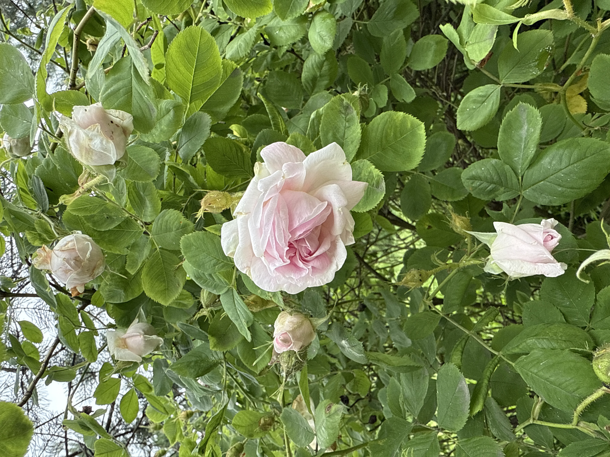 A close-up, vertical shot captures a rose bush laden with pale pink and white blossoms and green foliage. The focus is on a fully bloomed, large pale pink rose positioned in the center of the frame, its petals unfurling delicately. Several smaller, tightly budded roses and wilting or faded blooms are scattered throughout the image, some appearing cream or pale pink. The leaves are a vibrant green, with some showing signs of slight browning or weathering. The background is blurred, suggesting a natural, outdoor setting. The image does not contain any people or actions, presenting a static botanical scene. The location of this scene within the city of Saint Petersburg, Russia, cannot be determined from the visual information provided in the image.