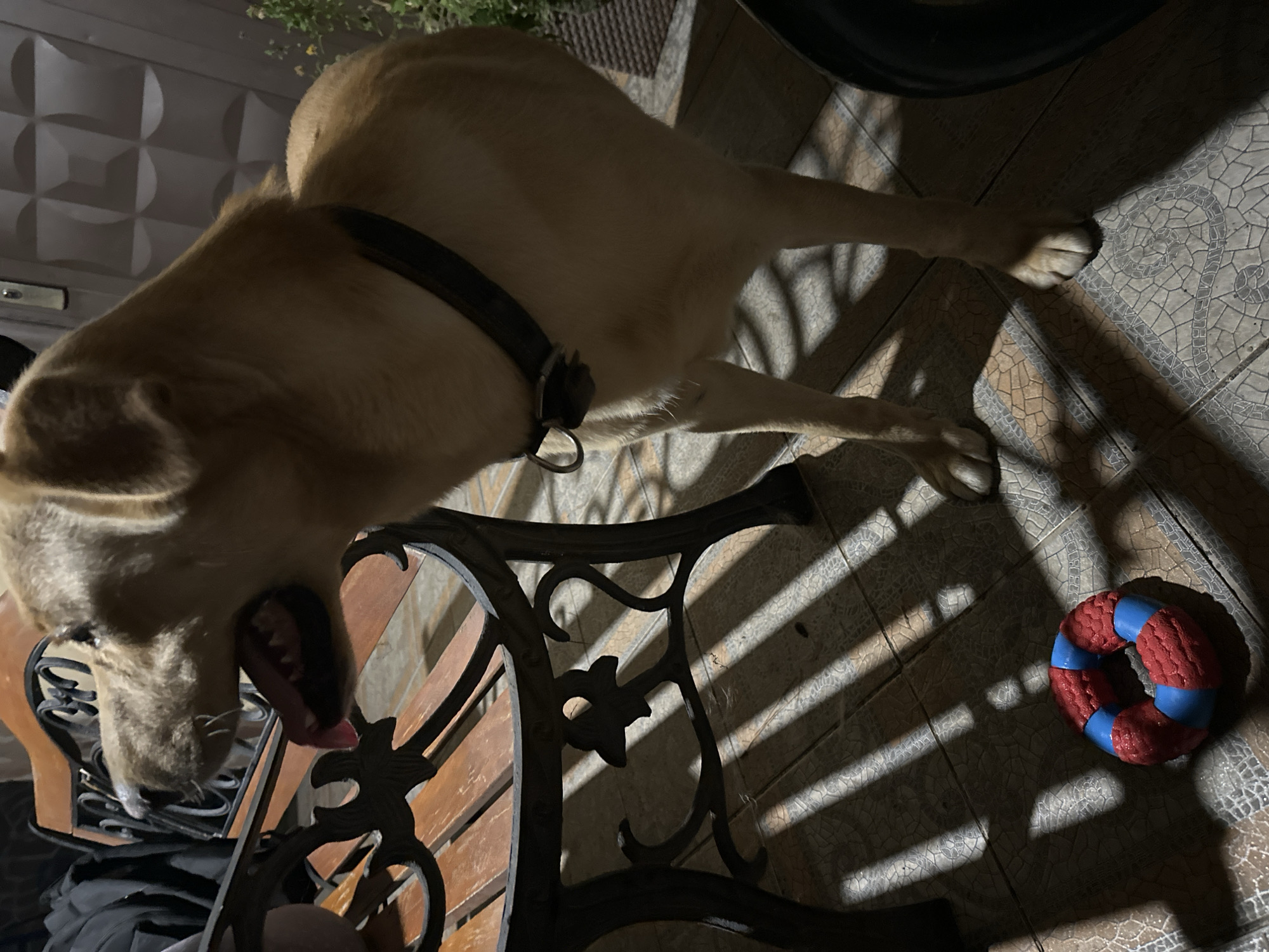 A light brown dog with a dark collar stands on a tiled floor, its mouth open and tongue visible. The dog is partially illuminated by striped shadows falling across the floor, cast by an unseen object. To the left of the dog is the leg of a wooden and metal bench. On the floor in the foreground, a red and blue ring-shaped dog toy lies on its side. The background is dimly lit and shows a wall with a geometric pattern and some greenery. The scene appears to be outdoors, possibly on a porch or patio.