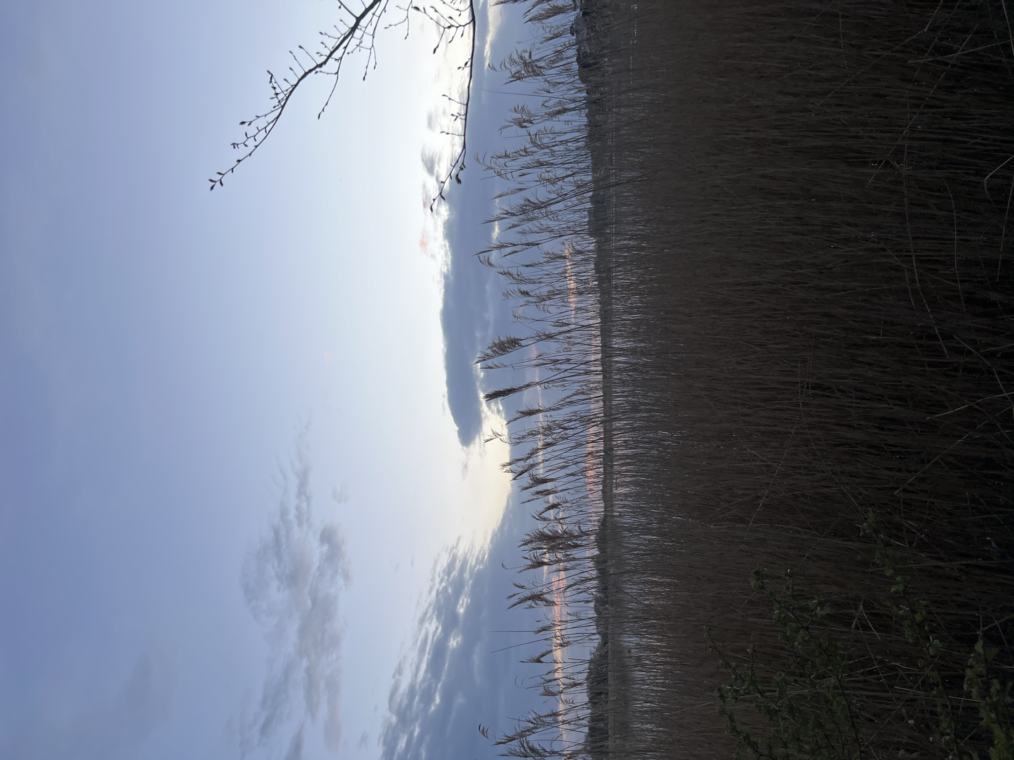 The image presents a landscape dominated by tall, dry reeds occupying the majority of the lower portion of the frame. Above the reeds, a body of water reflects the sky, which is characterized by a gradient of light blue to darker hues and scattered clouds. A bare tree branch with small buds is visible in the upper left corner, partially silhouetted against the sky. On the lower right edge, some green vegetation is discernible among the reeds.
Without additional information, determining the exact location within East Suffolk is not possible, but the scene depicts a wetland or marshy area with tall reeds along a body of water, common in the East Suffolk area. There are no people, notable subjects, actions, or interactions visible. The scene appears still and serene.