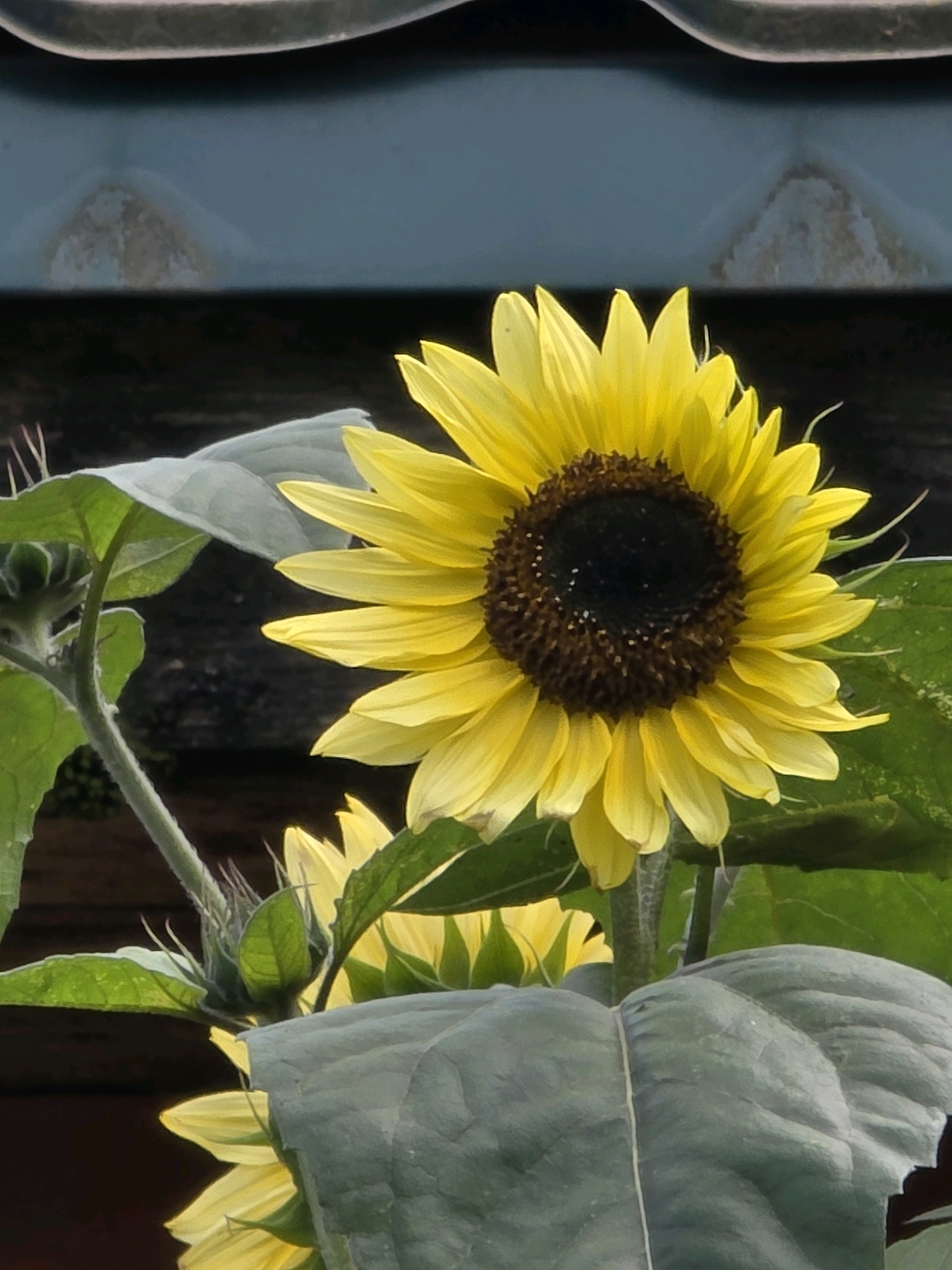 This is a close-up, vertically oriented photograph of a sunflower in bloom. The sunflower has bright yellow petals and a dark brown, textured center. It is surrounded by large, green leaves and a partially visible bud. The background is dark and out of focus, with some blurred dark wood or foliage. Above the sunflower, a portion of a grey, textured surface with a curved edge is visible. There is no indication of a specific location within the city of Речицы, Russia.
