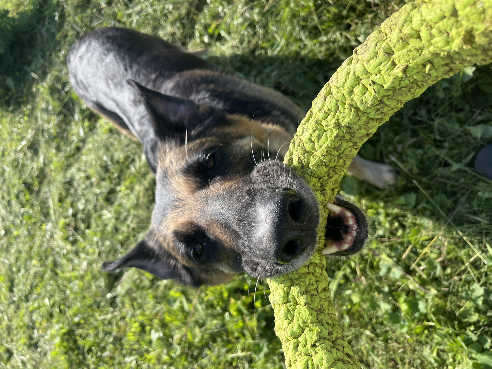 The image shows a dog playing with a textured, bright green object, possibly a toy, in an outdoor setting. The dog is a German Shepherd mix with dark fur, tan markings, and pointy ears. It is looking up at the camera with its mouth clamped around the green object, revealing its teeth. The dog appears to be focused and engaged in play.
The scene is set on a grassy area with sunlight filtering through, suggesting it is daytime and likely fair weather. The grass is green and somewhat uneven, with some areas appearing lighter due to sunlight and shadow. The background is largely out of focus, but the presence of grass and natural light indicates an outdoor environment, possibly a park or backyard.
The close-up perspective on the dog's face and the toy highlights the texture of the toy and the dog's determined expression. The dog's whiskers are prominent against its muzzle. No text is visible in the image. The context provided indicates the location is Nizhny Tagil, Russia.