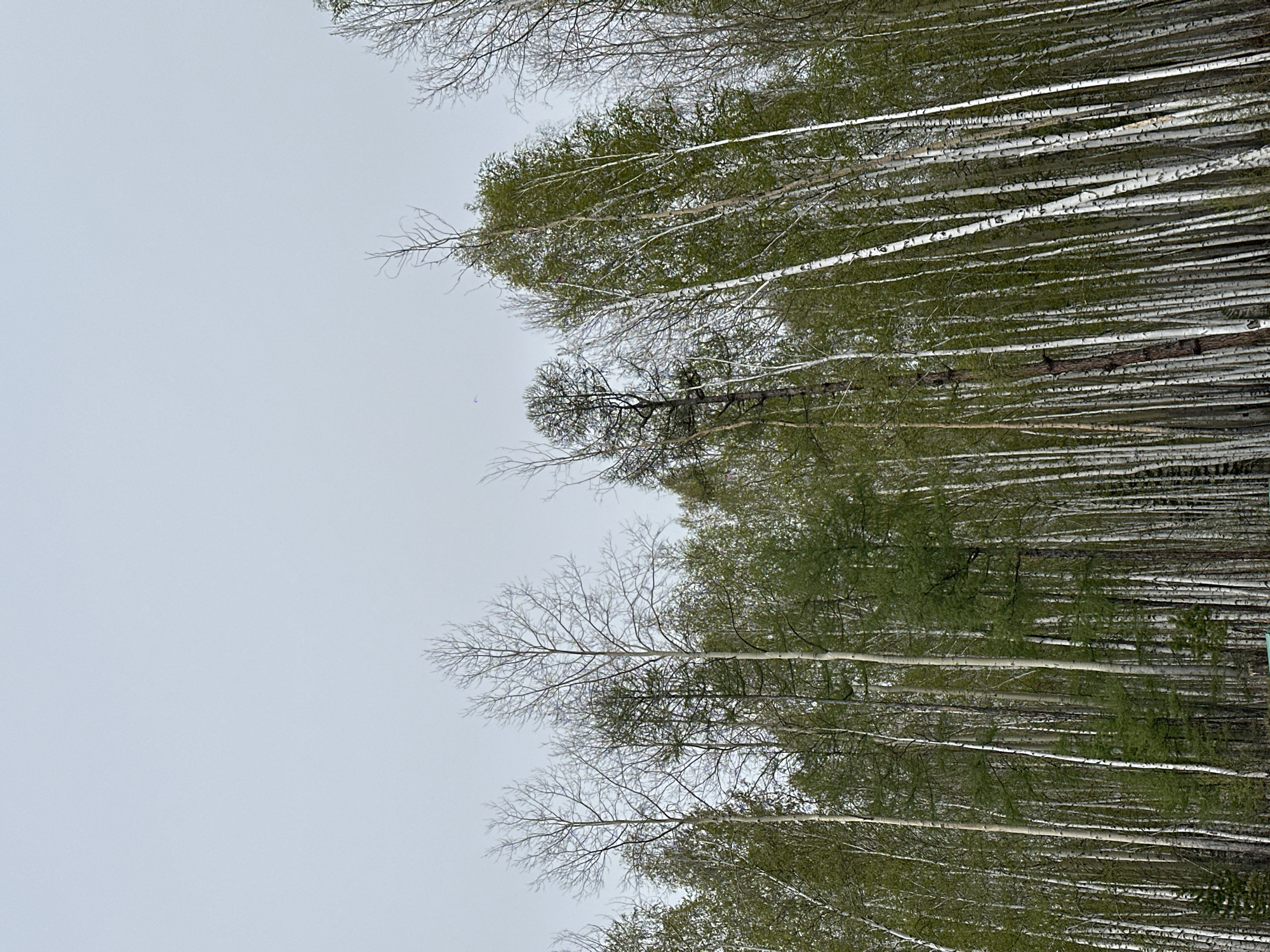 The image shows a dense forest of birch trees in Sayansk, Russia. The trees are tall and slender with white bark and green foliage at the tops. Some trees are bare, revealing intricate branch patterns against the gray sky. The perspective is tilted upwards, emphasizing the height of the trees and their density. The overall impression is of a cool, overcast day in a birch forest.