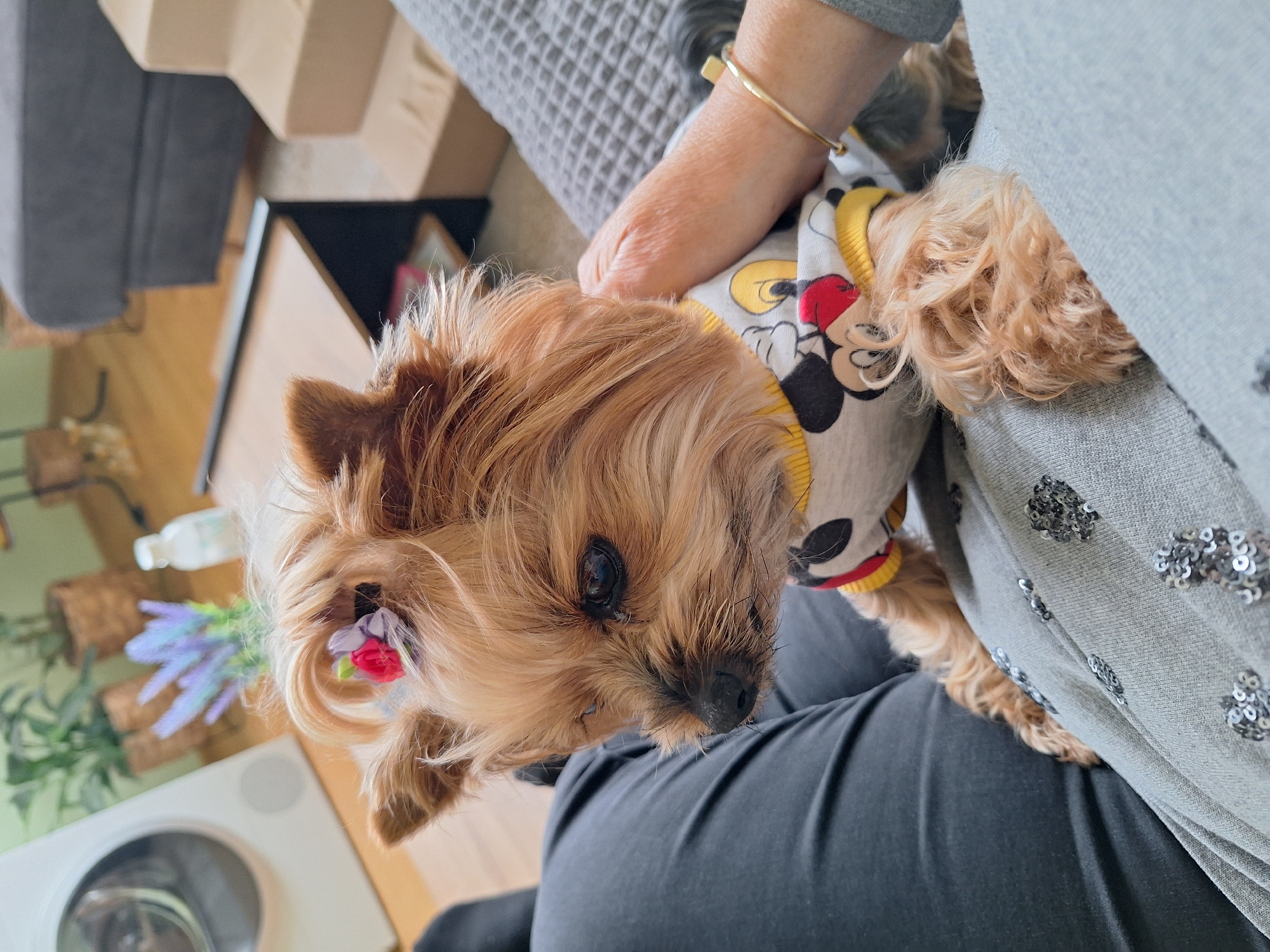 A small Yorkshire Terrier dog is the central subject of this close-up, portrait-style photograph, taken indoors in what appears to be a cozy living space in Montana, Bulgaria. The dog, with its long, light brown and ginger fur, is resting on a person's lap, looking directly at the viewer with dark, expressive eyes. It is wearing a light-colored top featuring a "Mickey Mouse" print. A small, decorative flower clip, with purple and pink petals, is visible in the fur near its left ear.
The person's arm, adorned with a simple golden bracelet, is visible petting or holding the dog. The person is wearing dark trousers and a grey top embellished with silver sequins.
In the blurred background, elements of an indoor setting are discernible: a grey upholstered sofa or chair, wooden floor or furniture, and some potted plants with purple, lavender-like flowers. A white object, possibly a pet food or water bowl, and a white bottle are also visible on a surface in the background.
The image captures a relaxed and affectionate moment between the dog and its owner. The lighting suggests it is daytime.